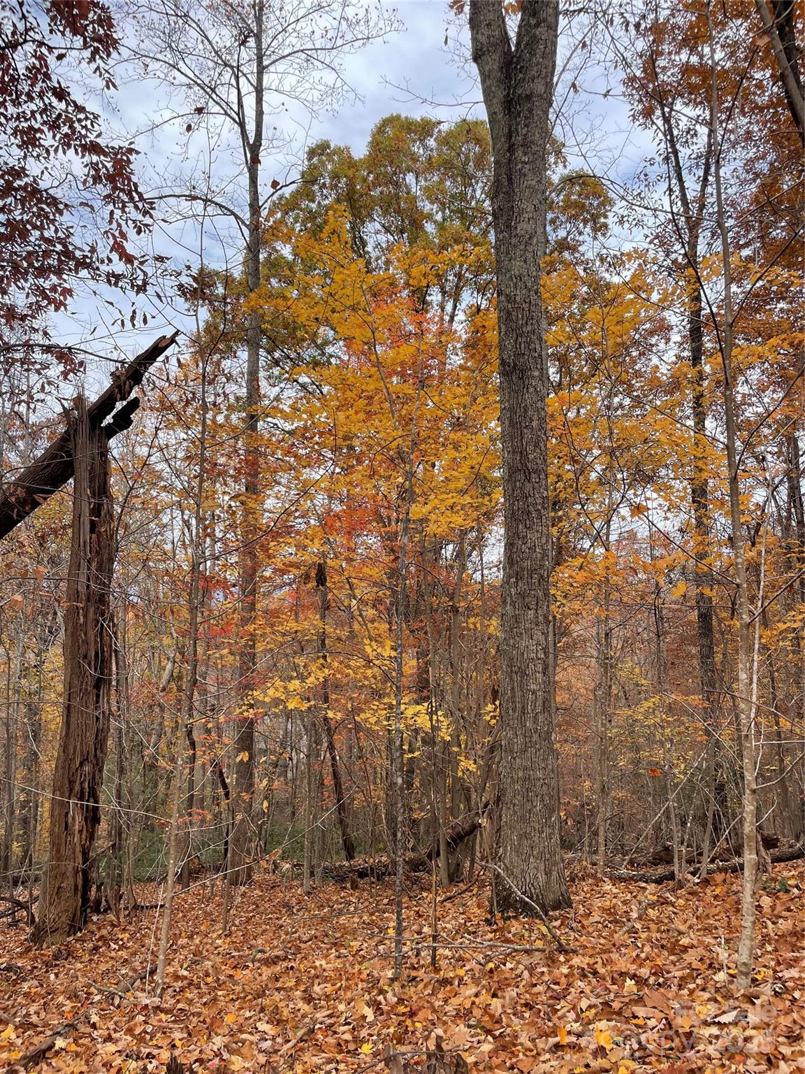 Forest Heights - Land