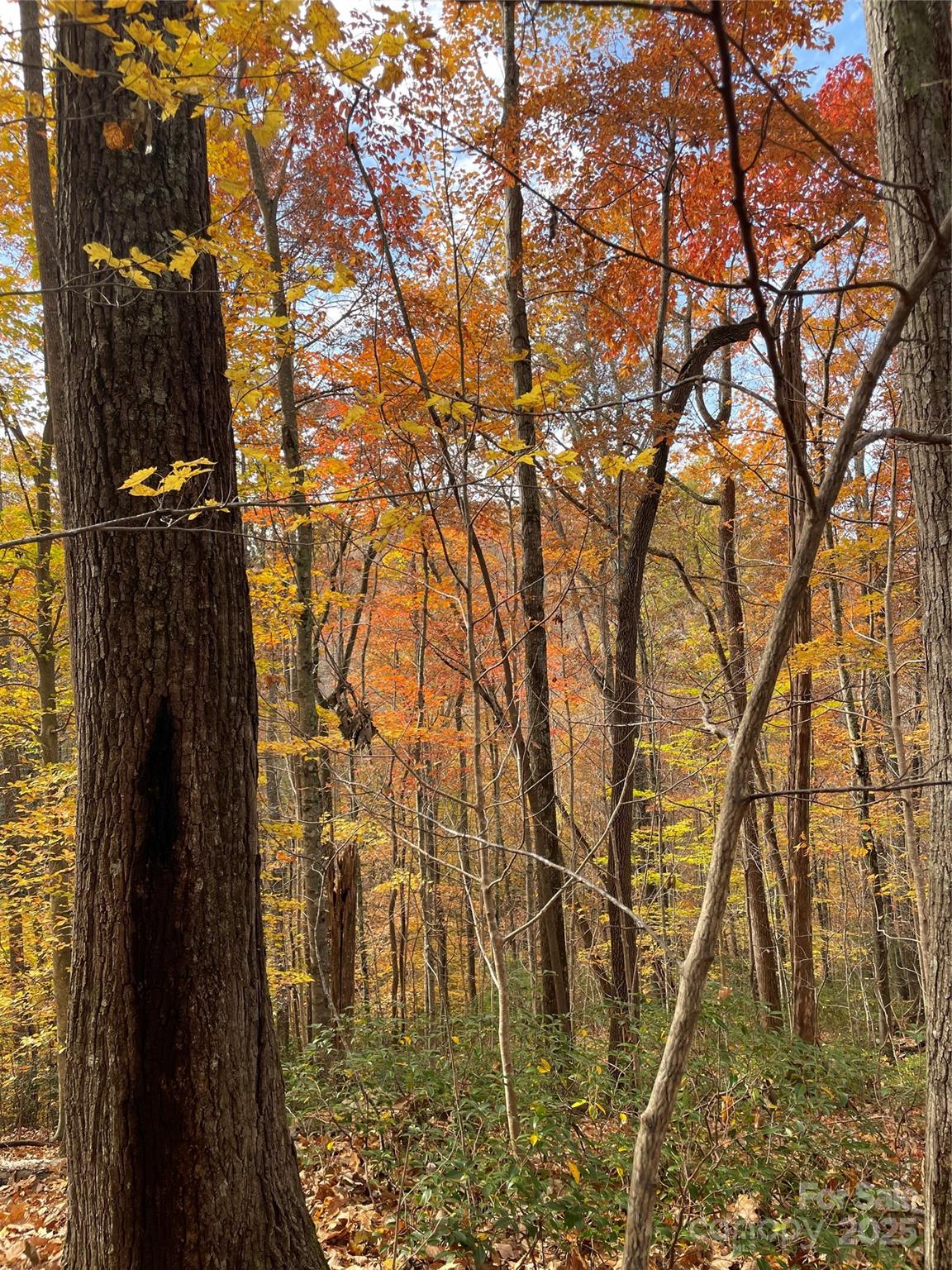 Forest Heights - Land