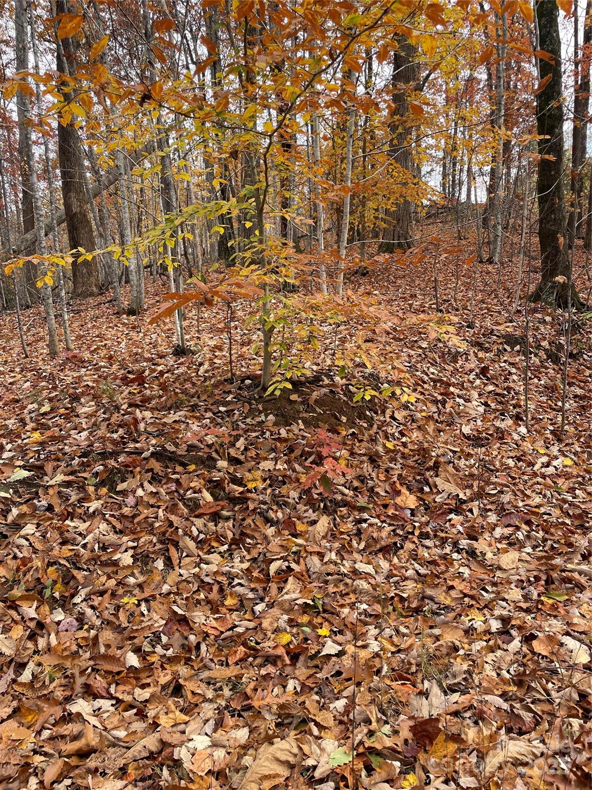 Forest Heights - Land