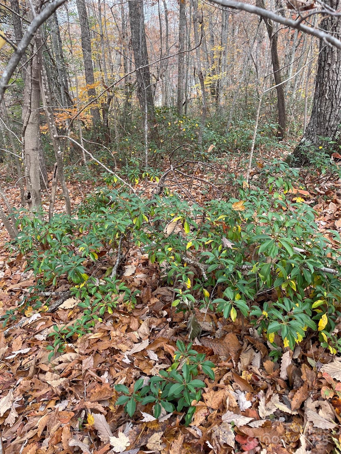 Forest Heights - Land