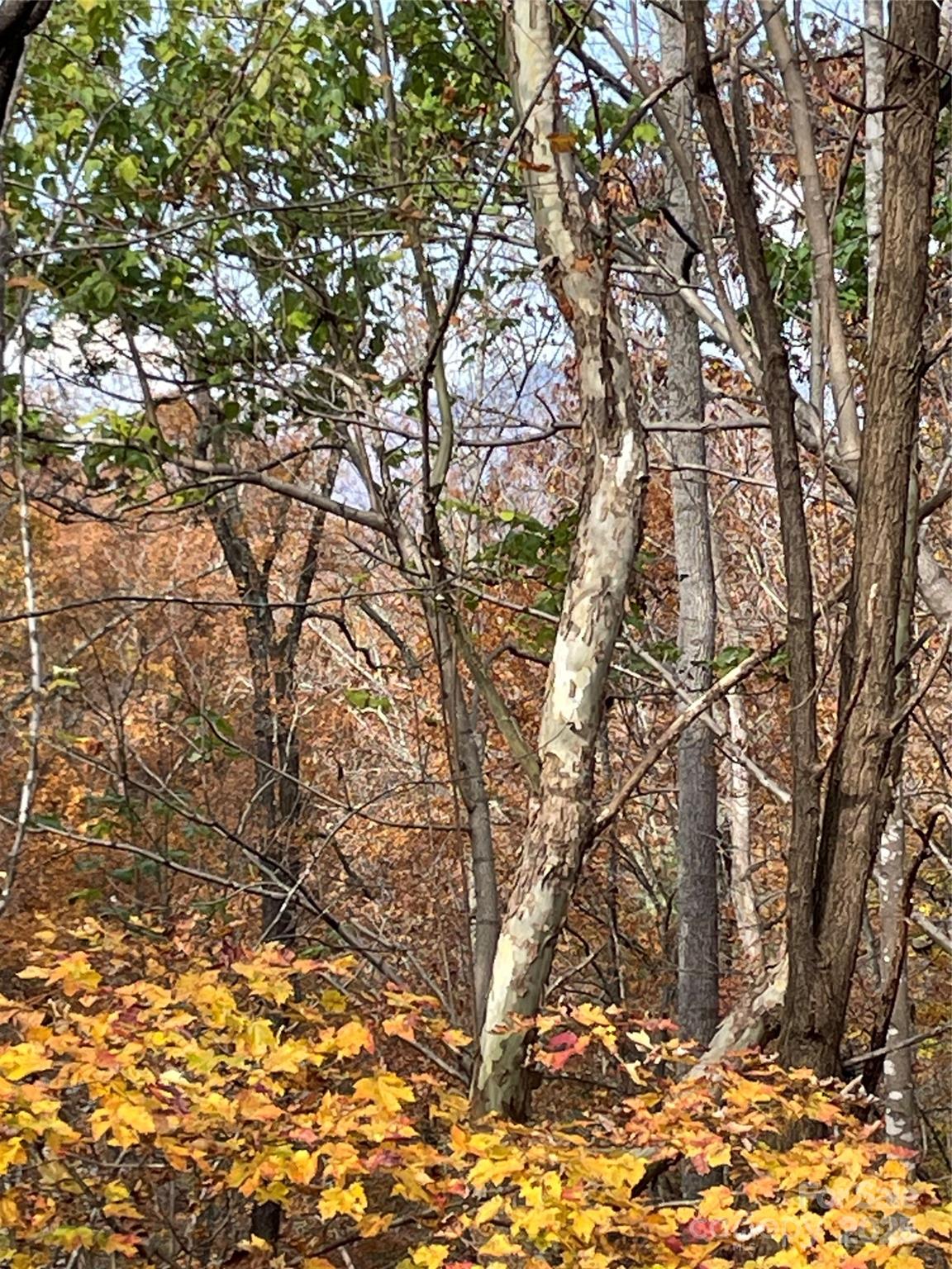 Forest Heights - Land