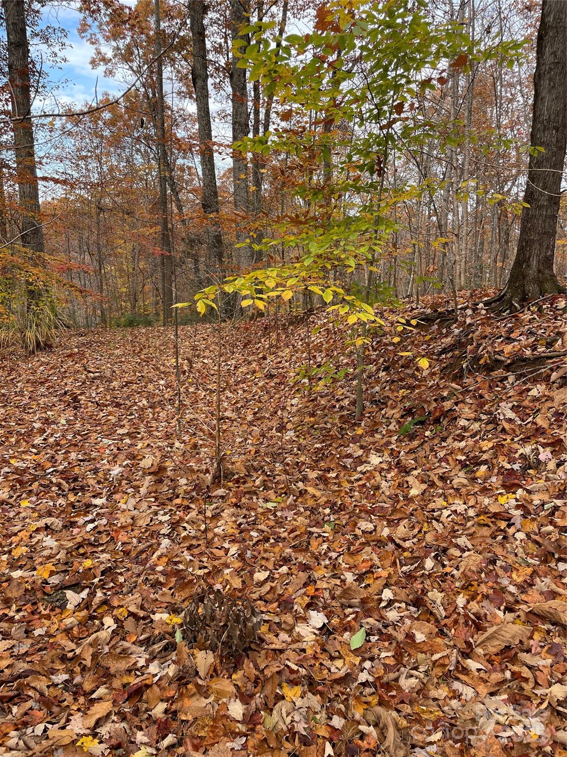 Forest Heights - Land