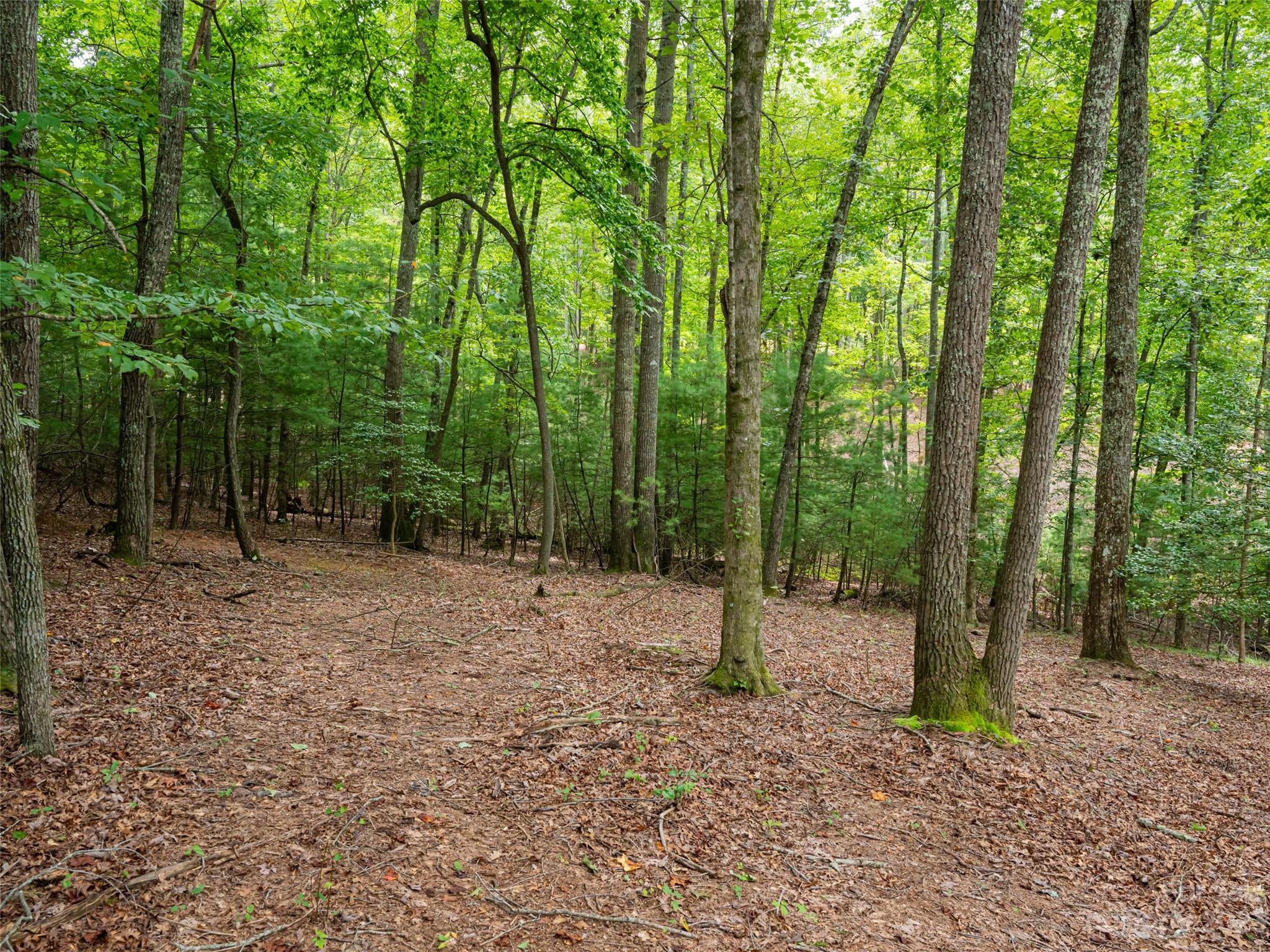 Ramble Biltmore Forest - Land