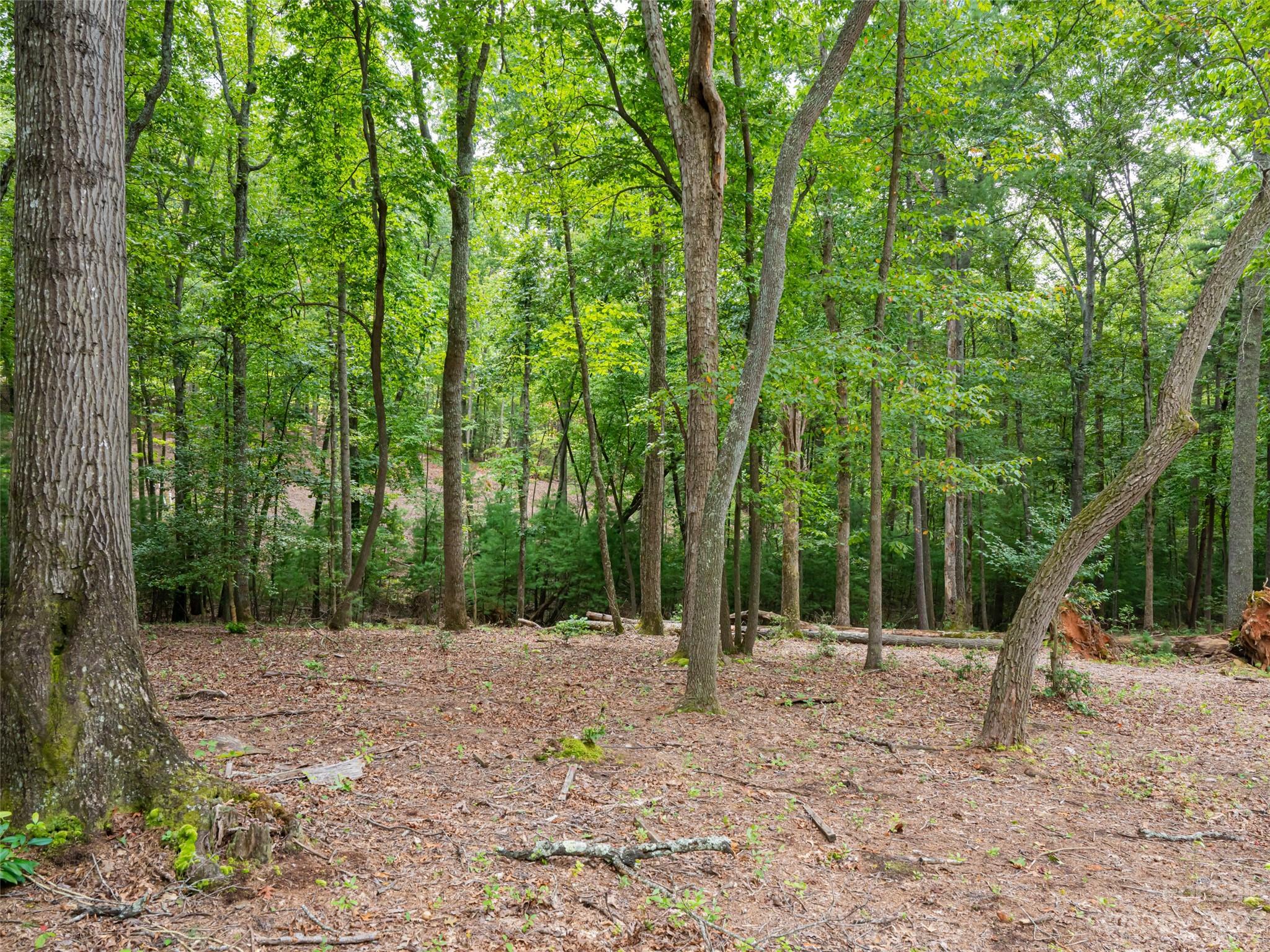 Ramble Biltmore Forest - Land