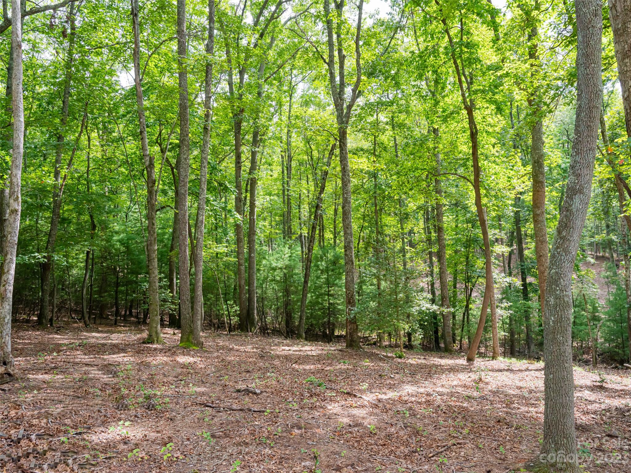 Ramble Biltmore Forest - Land