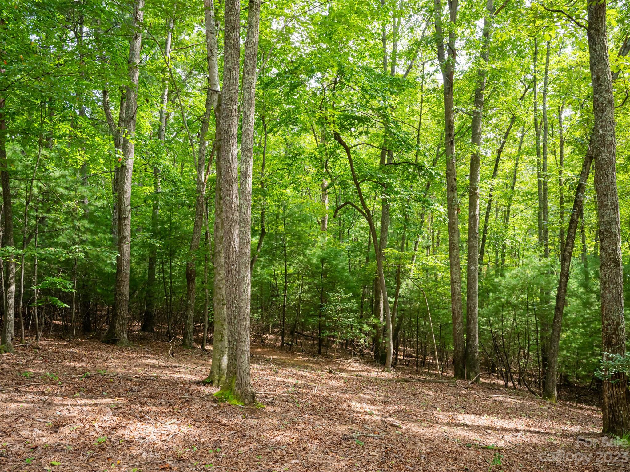 Ramble Biltmore Forest - Land