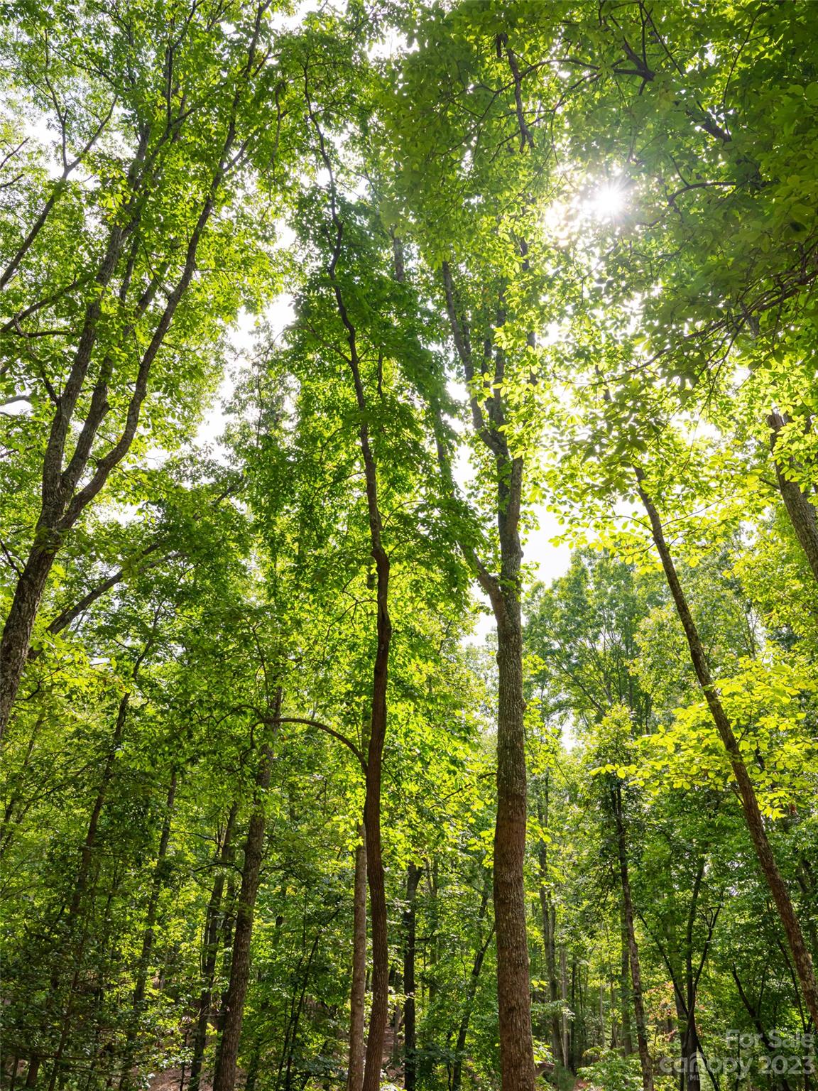 Ramble Biltmore Forest - Land