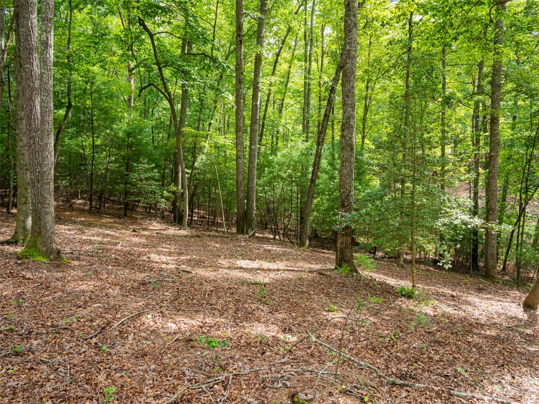 Ramble Biltmore Forest - Land