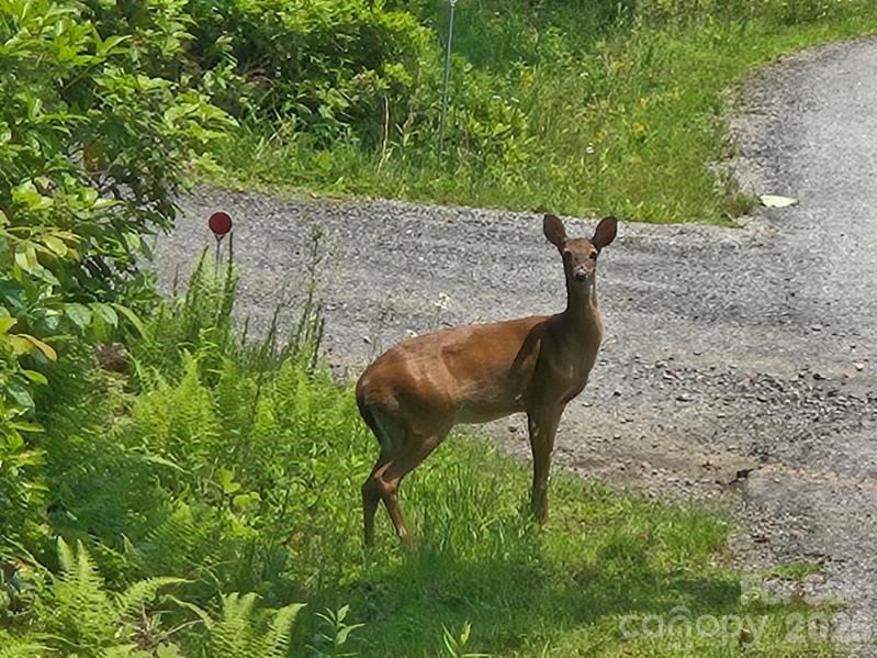 Indian Camp Mountain - Residential