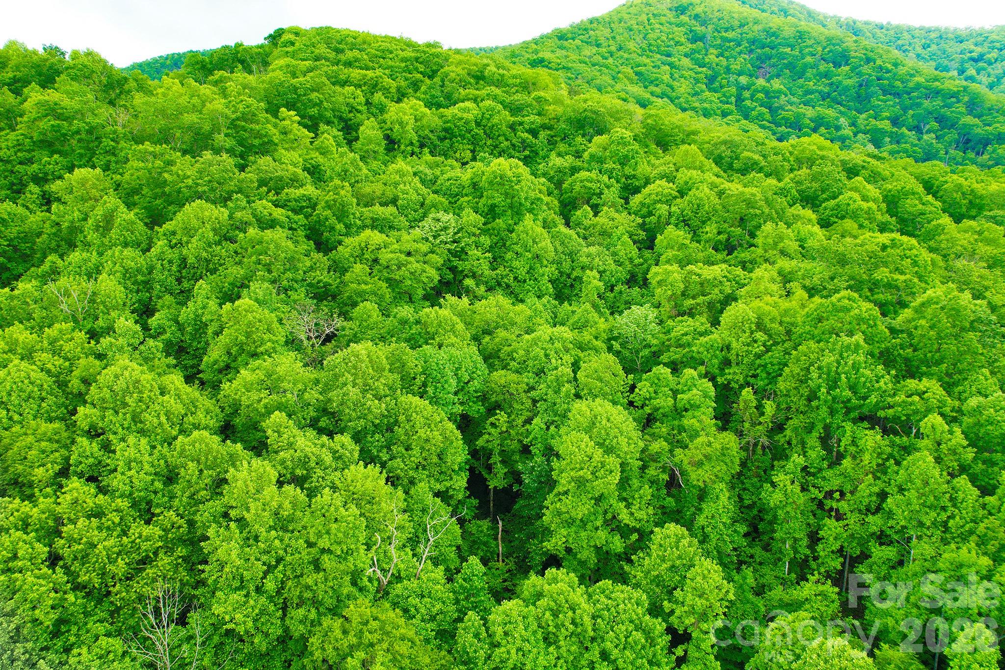Laurel Ridge - Land