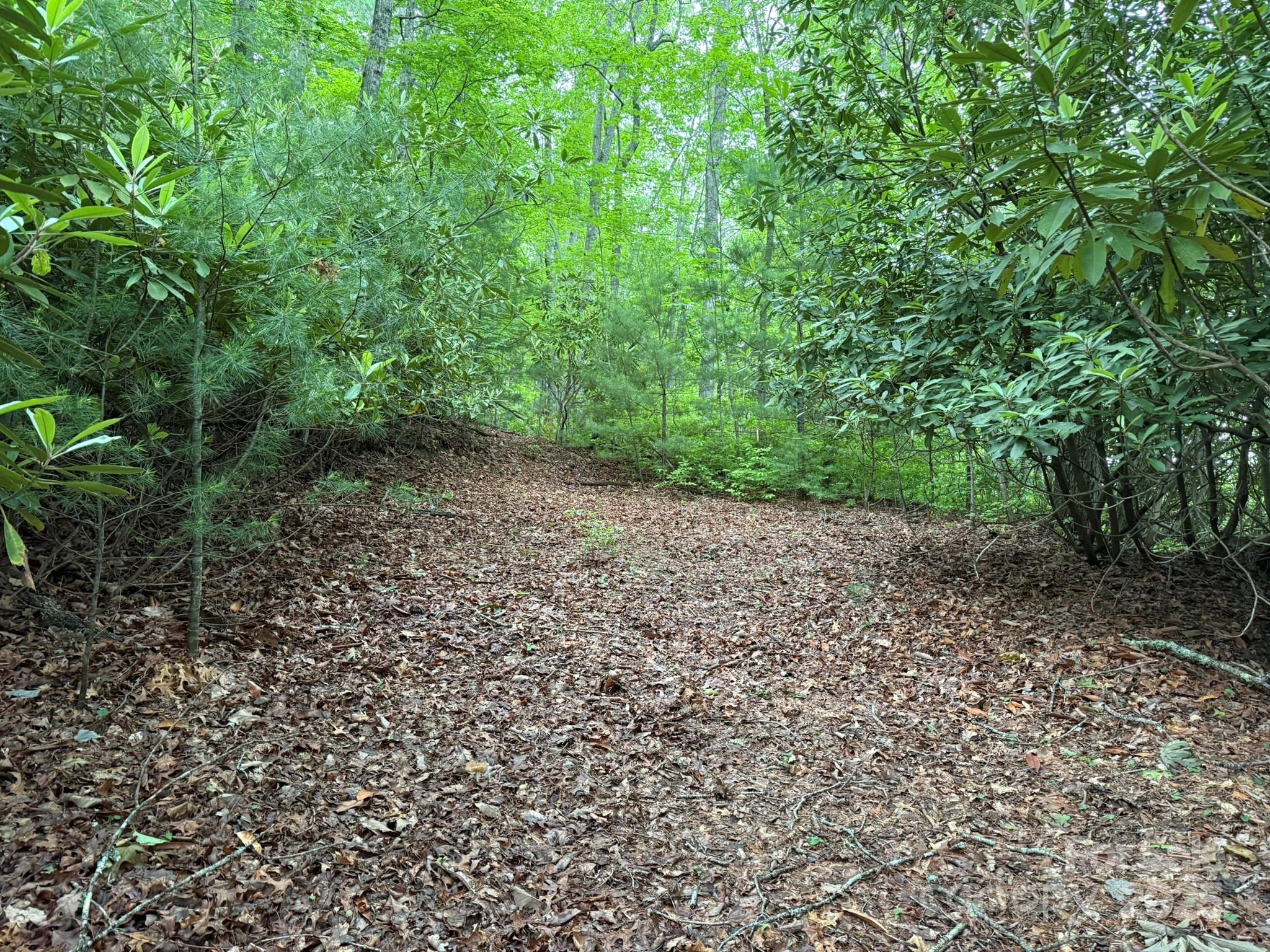 TBD Blueberry Trail 14