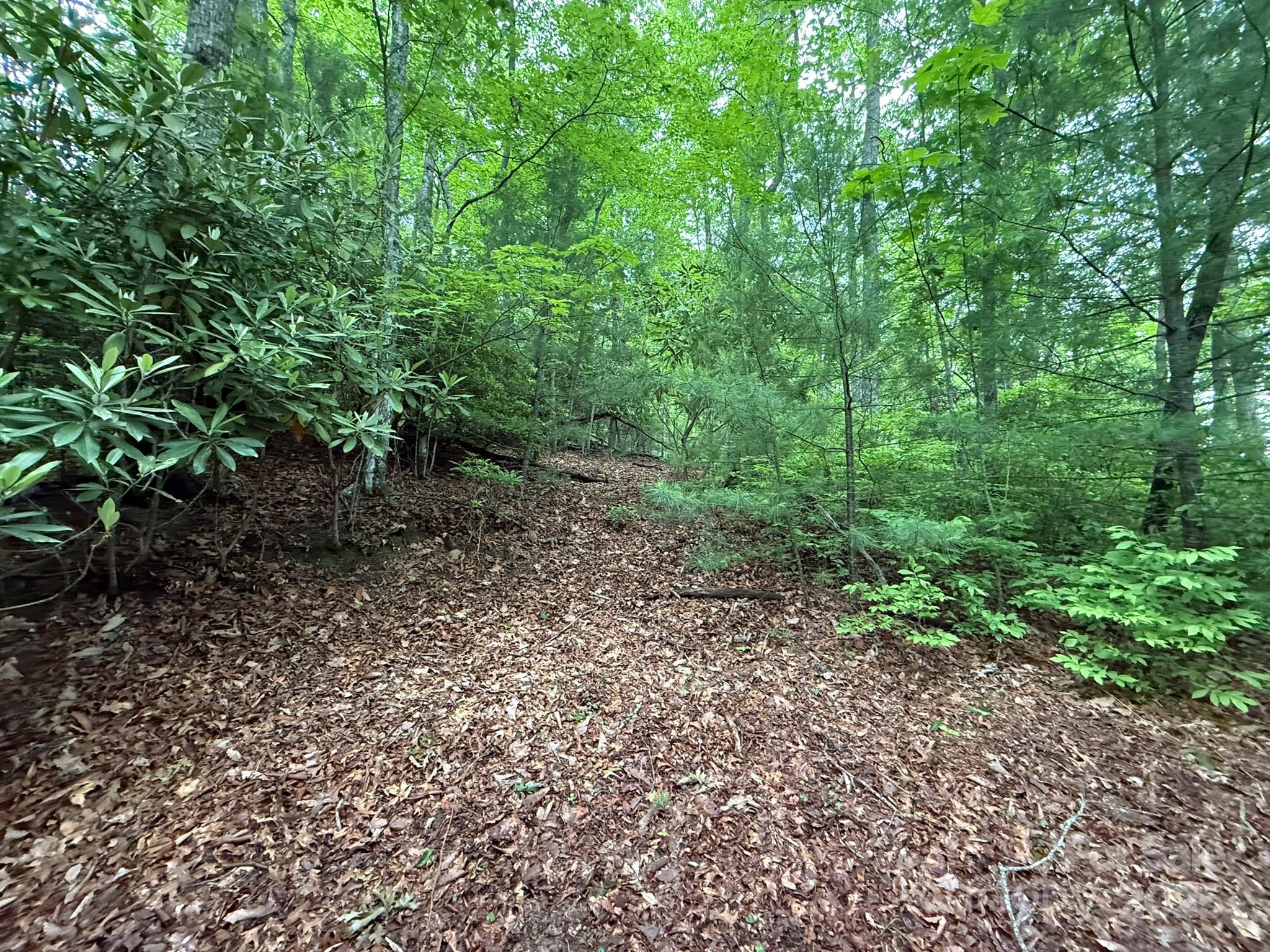TBD Blueberry Trail 14