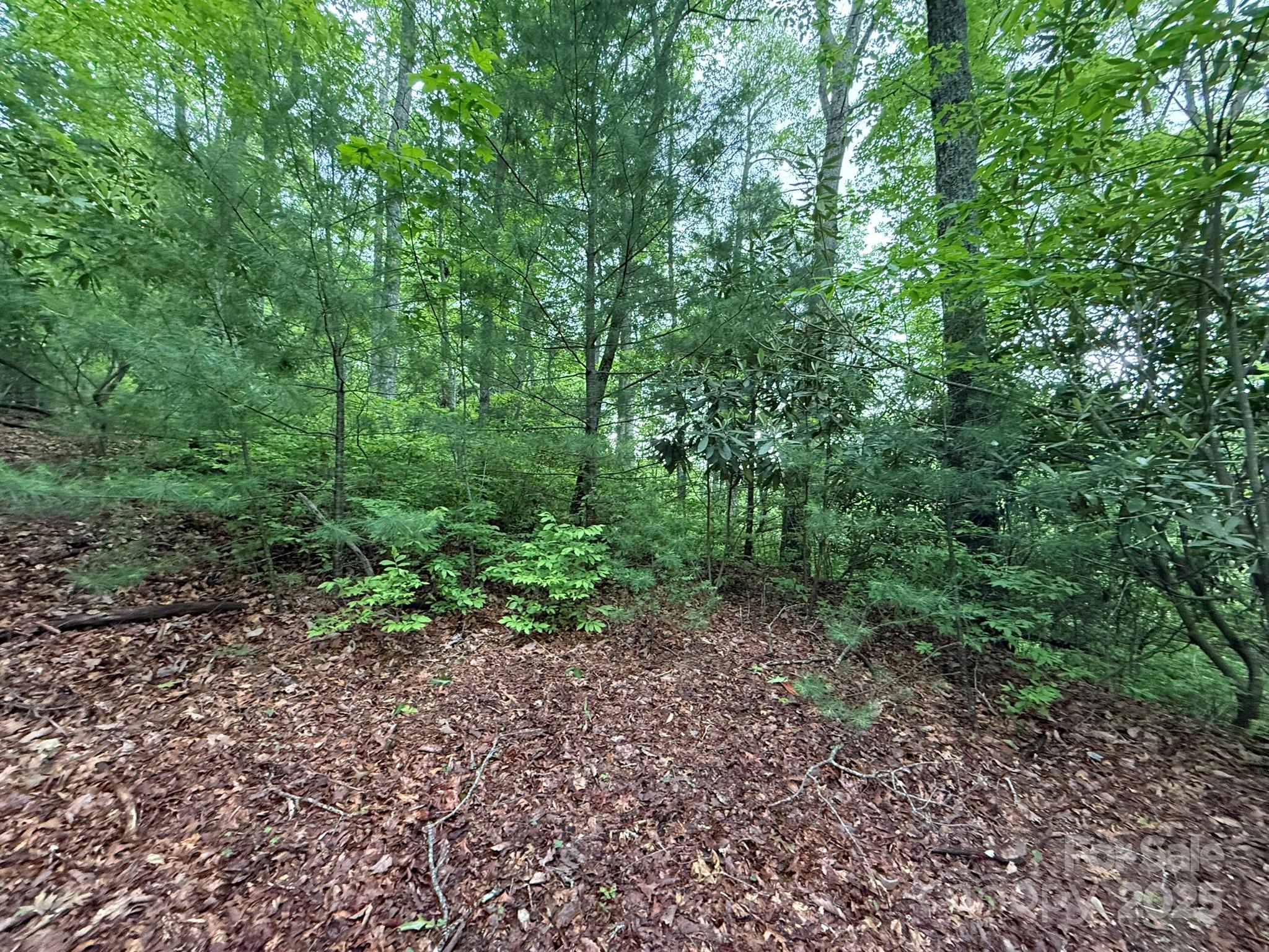 TBD Blueberry Trail 14