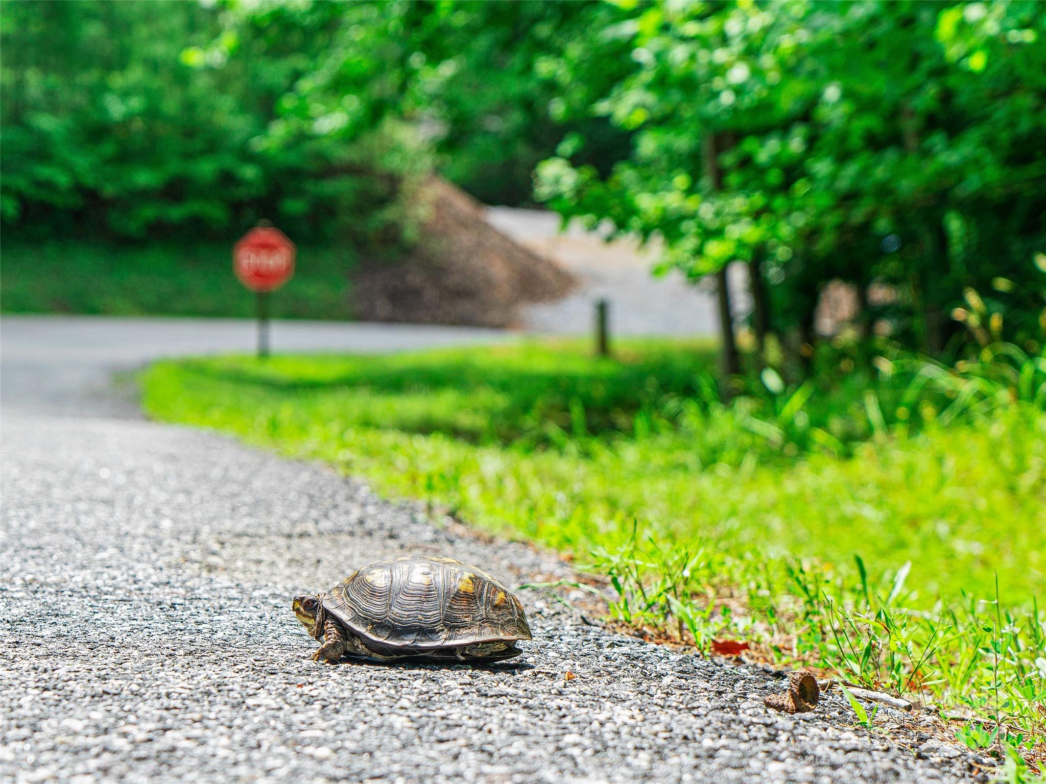 The Arbor at Lake James - Land