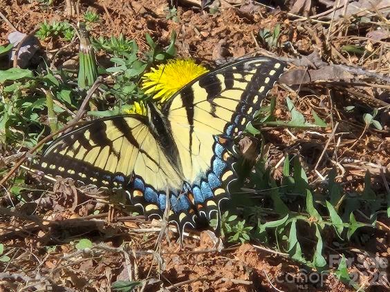 Vista At Bills Mountain - Land