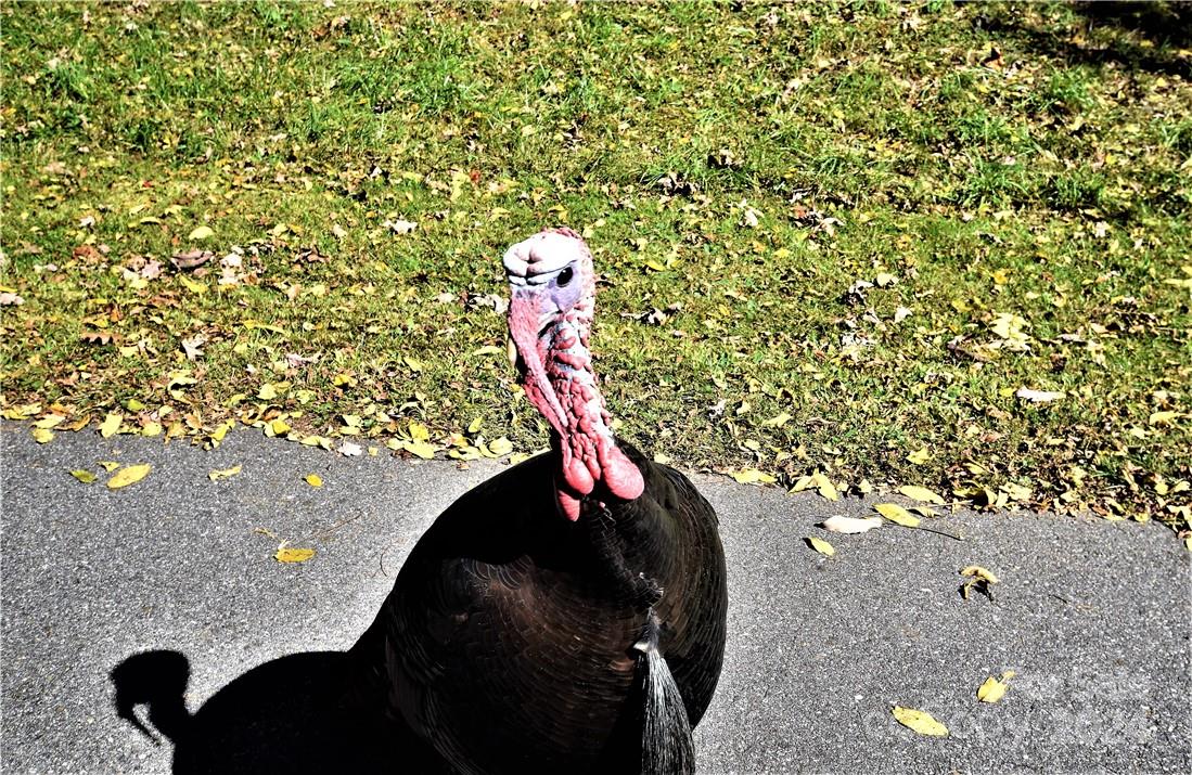 Campbell Mountain Estates - Land