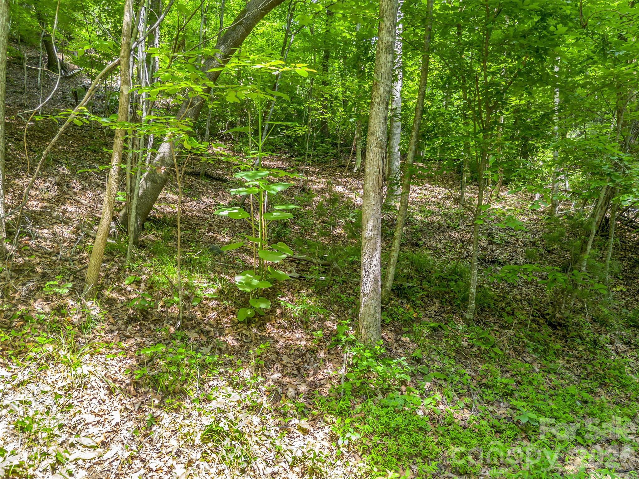 00 Chipmonk Trail 107