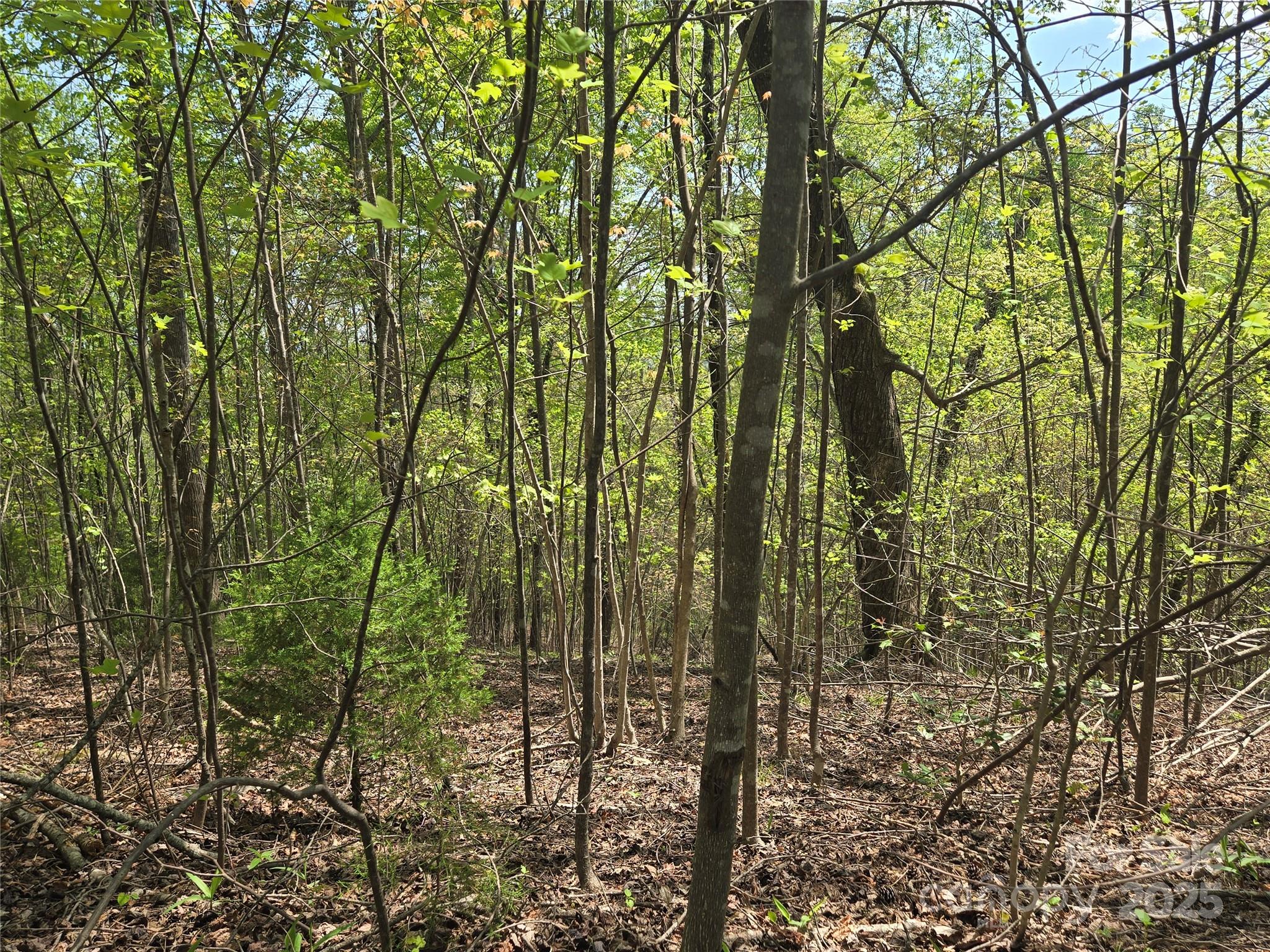 Rumbling Bald on Lake Lure - Land