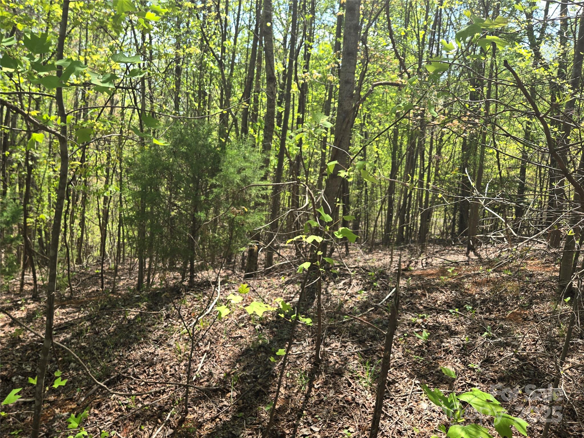 Lot 15 Touch Me Not Trail