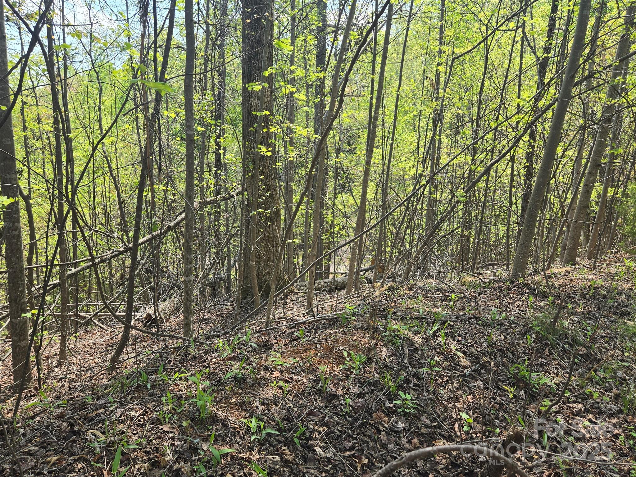 Rumbling Bald on Lake Lure - Land