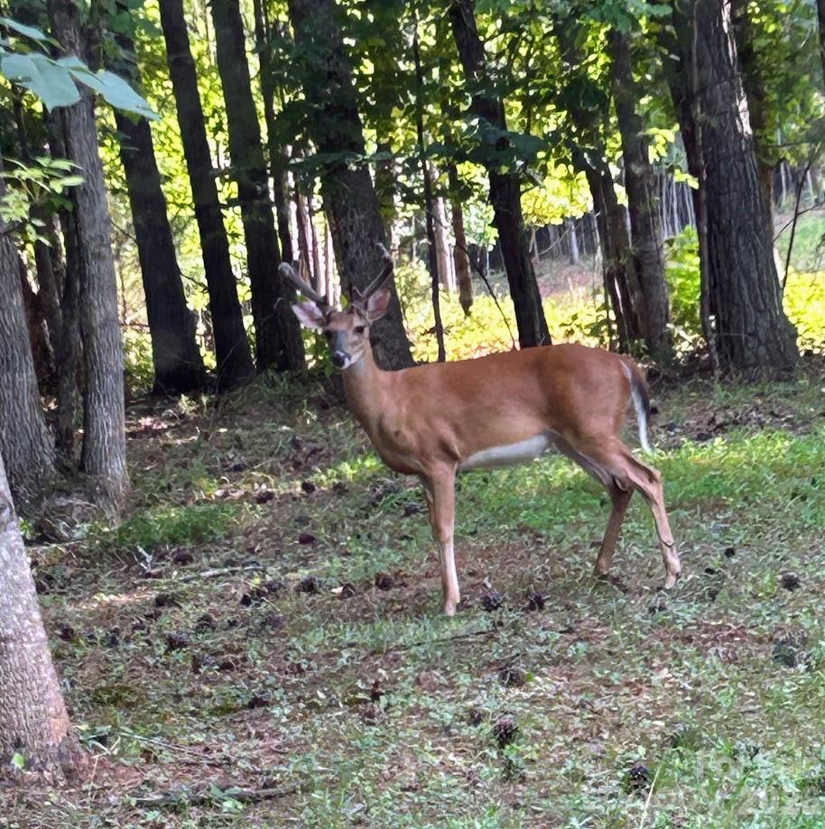 Clearwater Creek - Residential