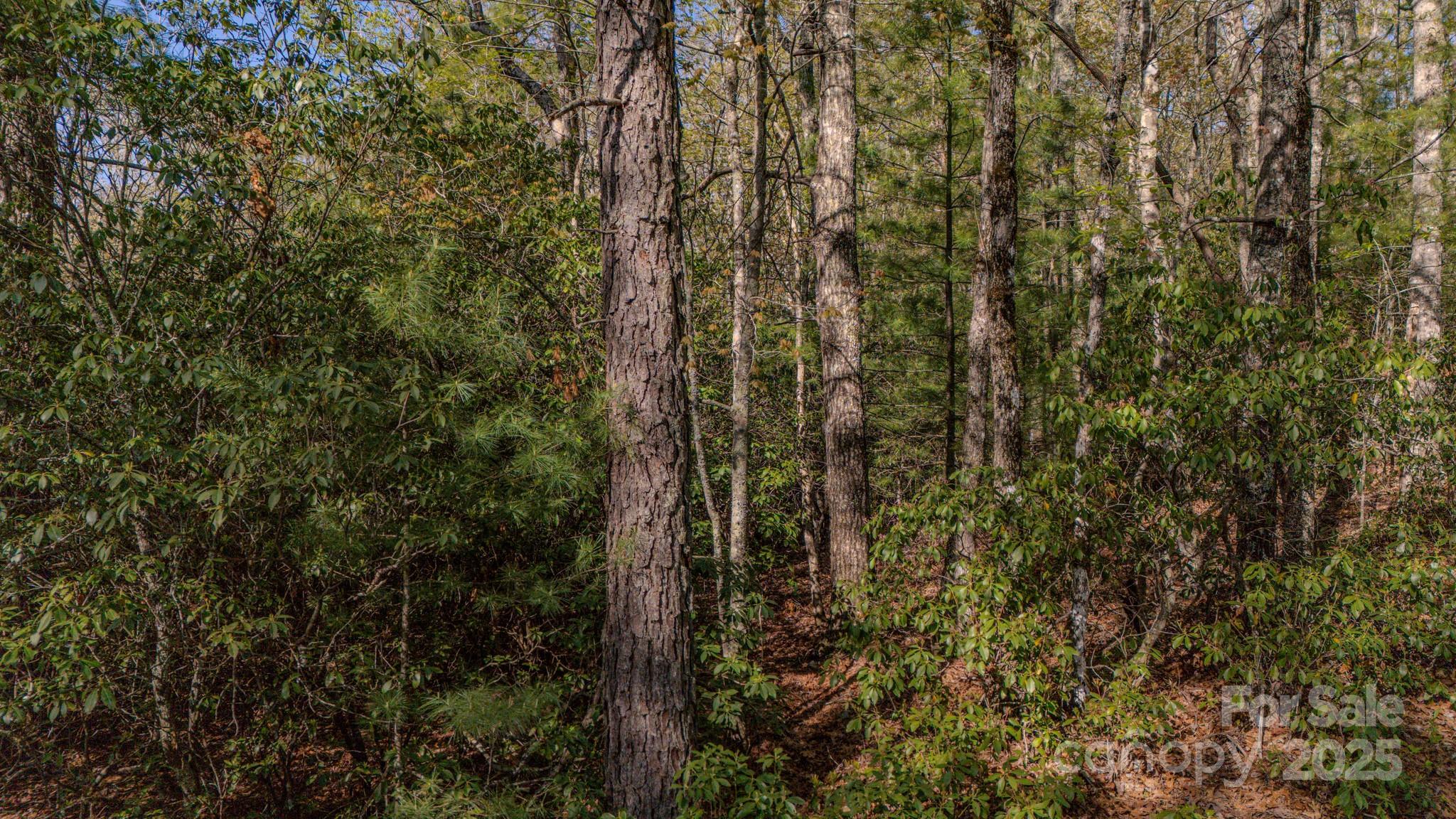 TBD Juniper Lane