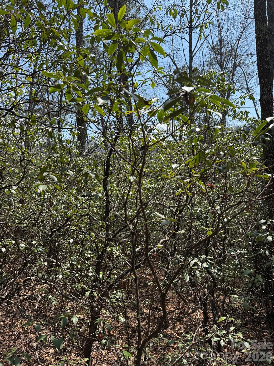 Line Runner Ridge - Land