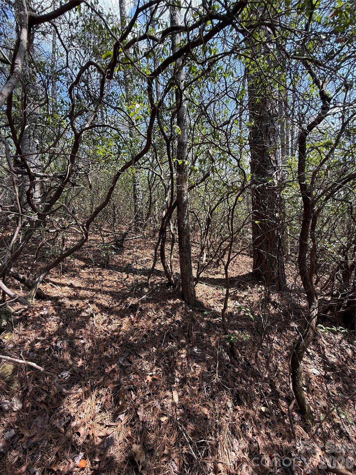 Line Runner Ridge - Land