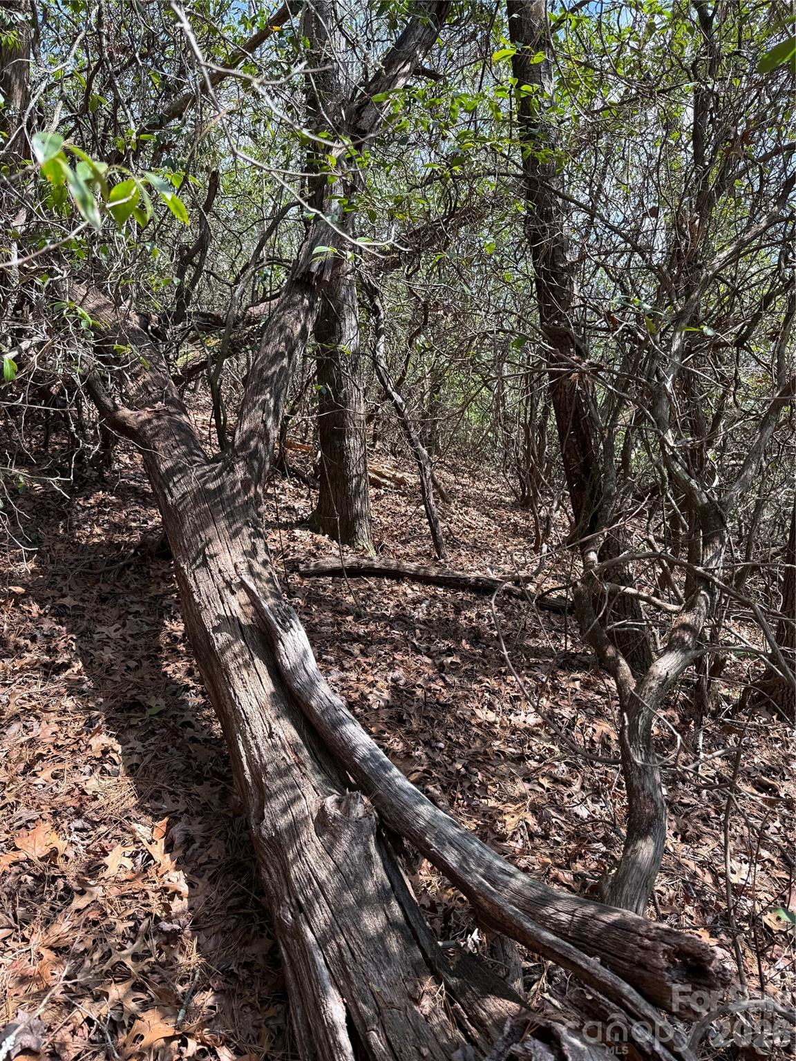 Line Runner Ridge - Land