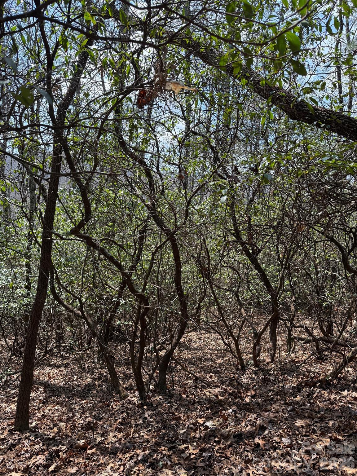 Line Runner Ridge - Land