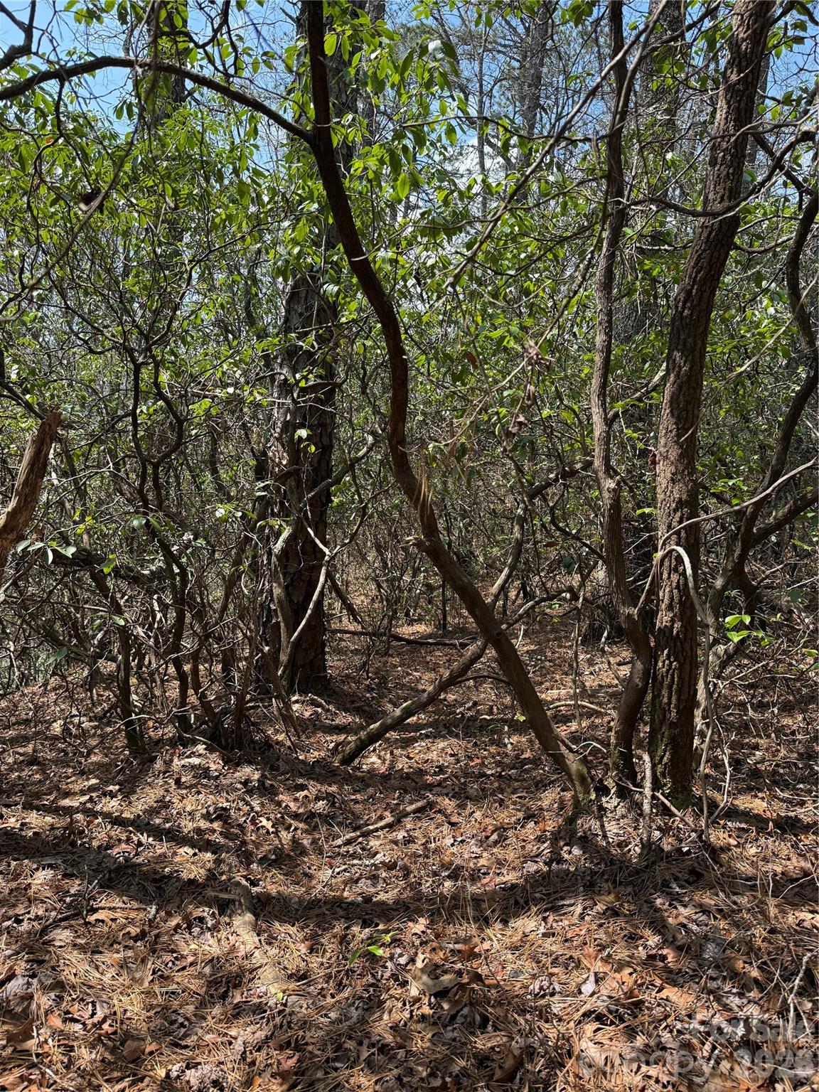 00 Line Runner Ridge Road
