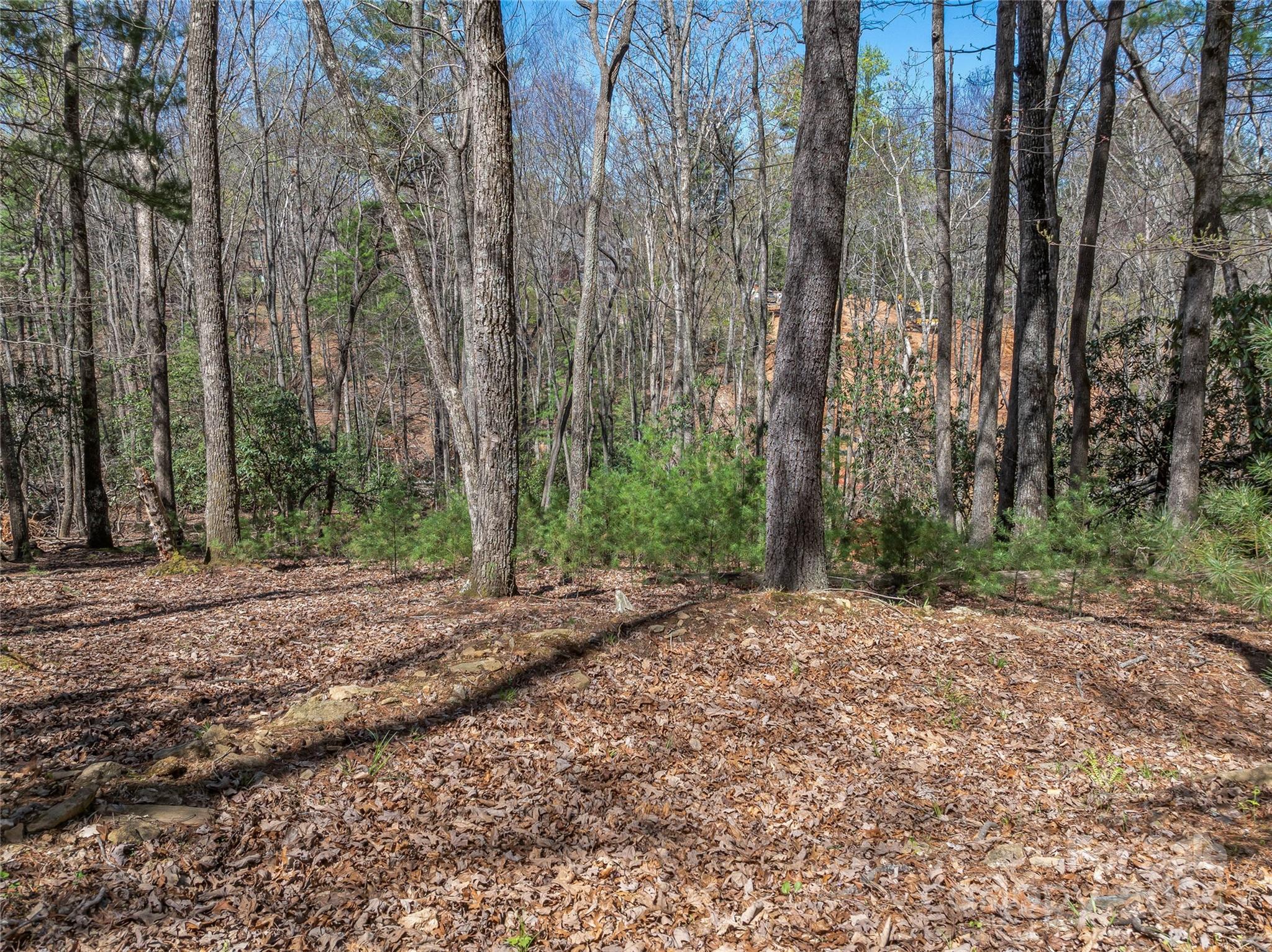 37 Dividing Ridge Trail 12