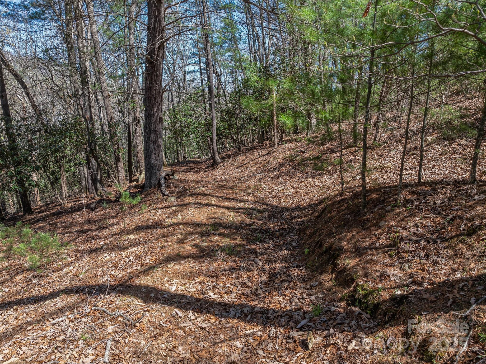 37 Dividing Ridge Trail 12
