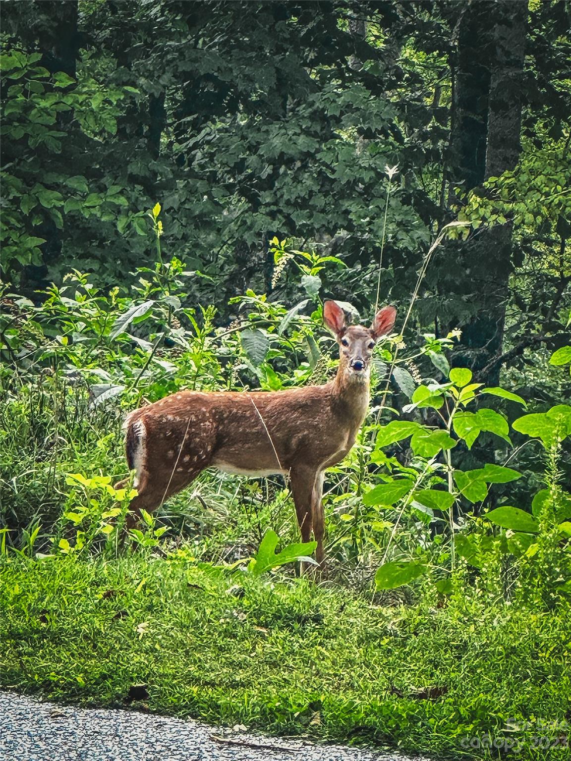 Bear Lake Reserve - Land