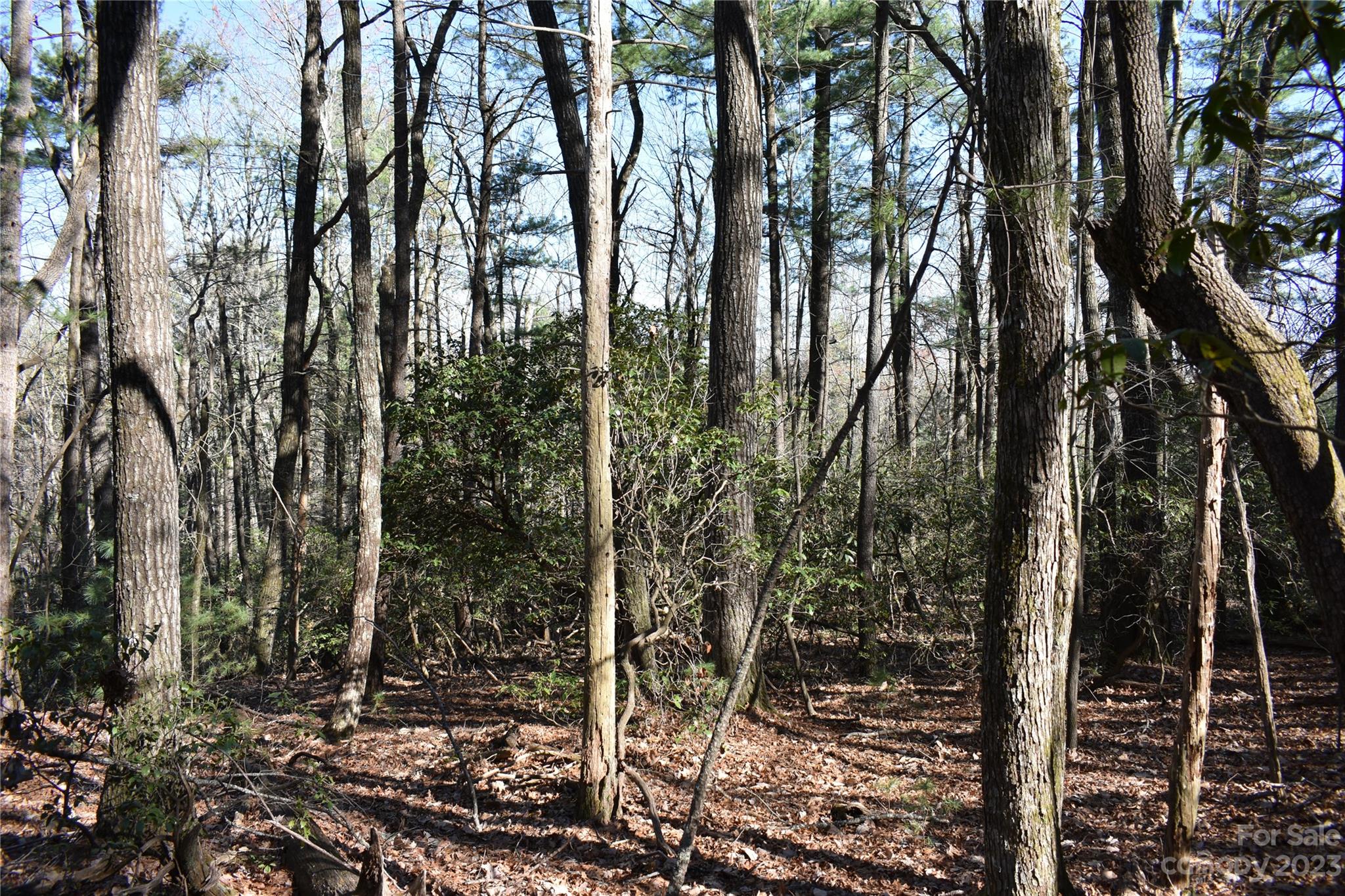 Buck Mountain - Land