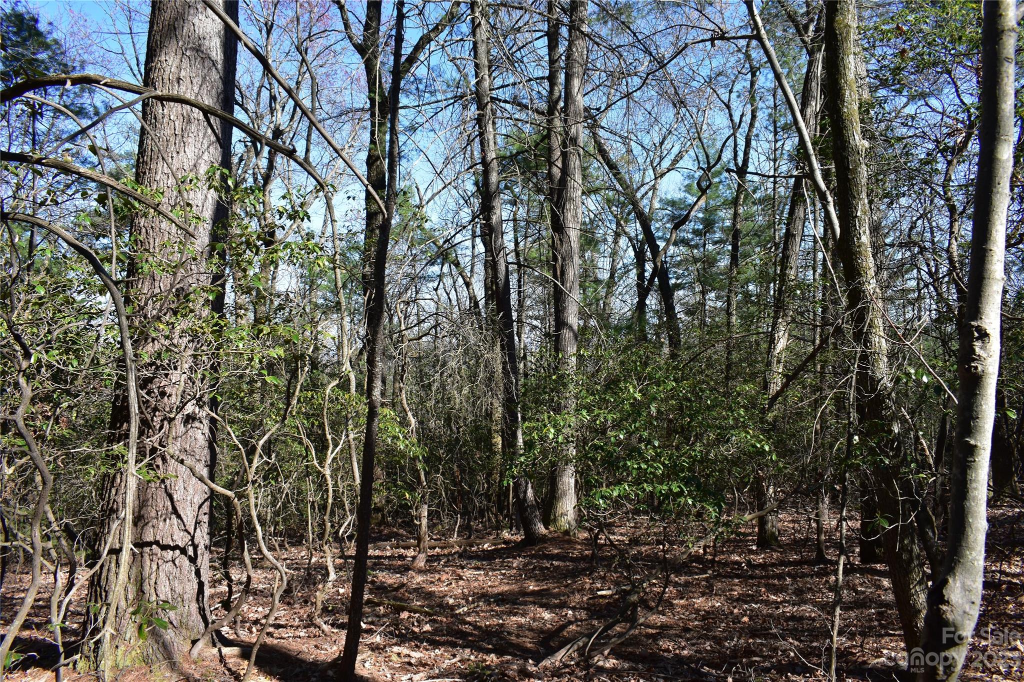 Buck Mountain - Land