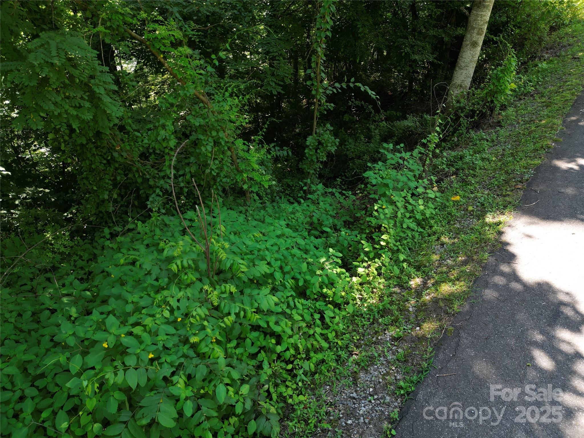 Hills Of Cataloochee - Land
