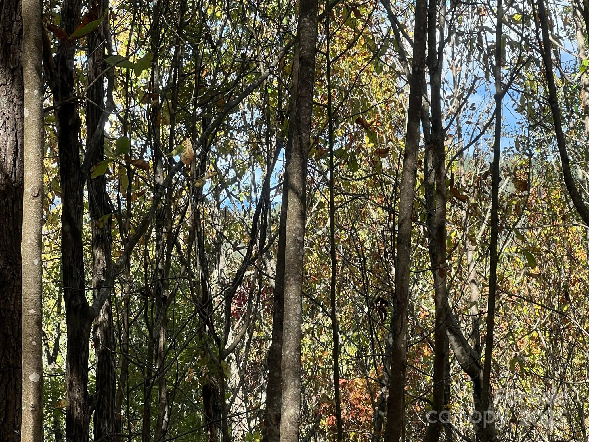 0 Wild Magnolia Way 46