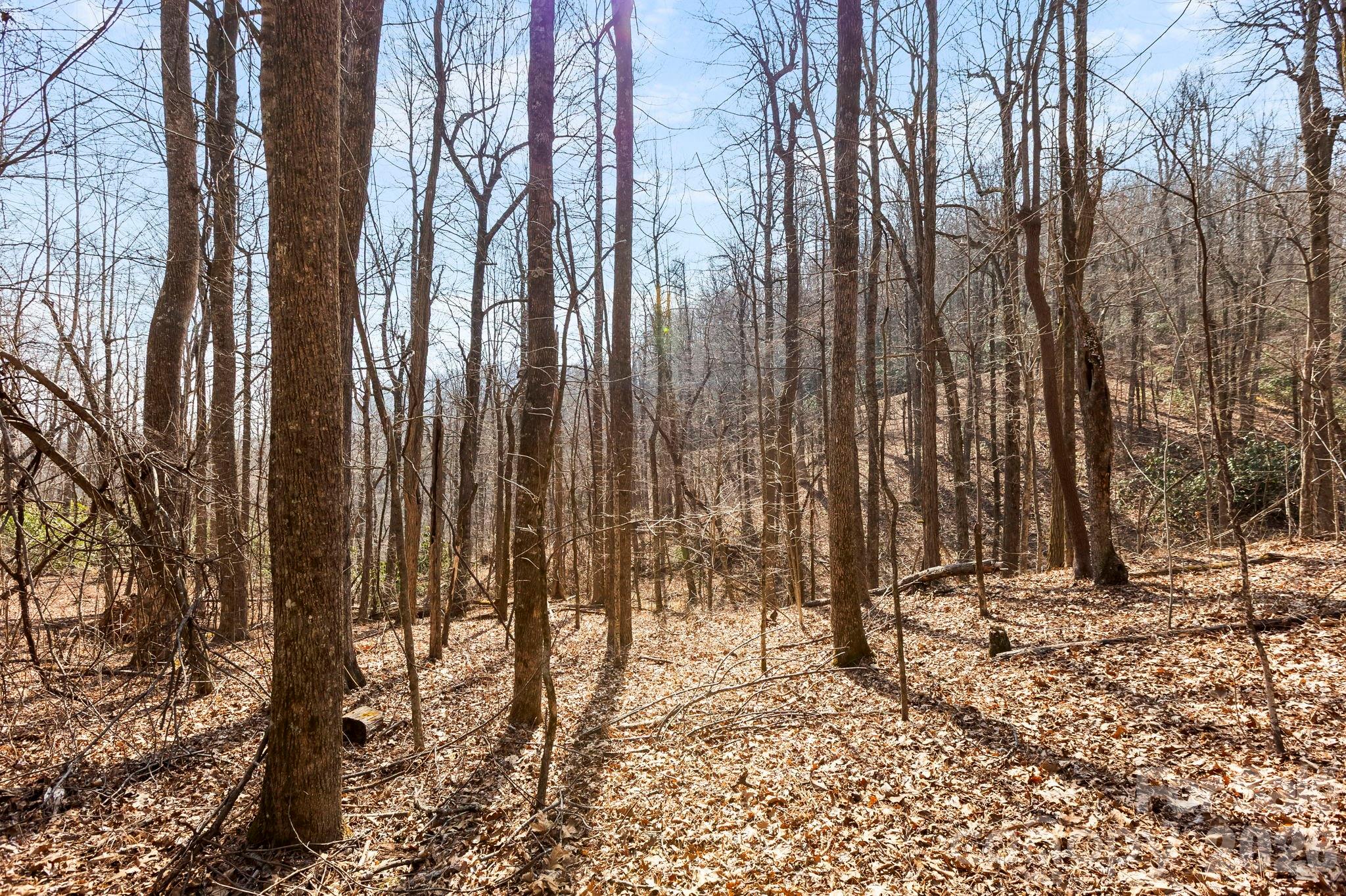Laurel Mountain Preserve - Land