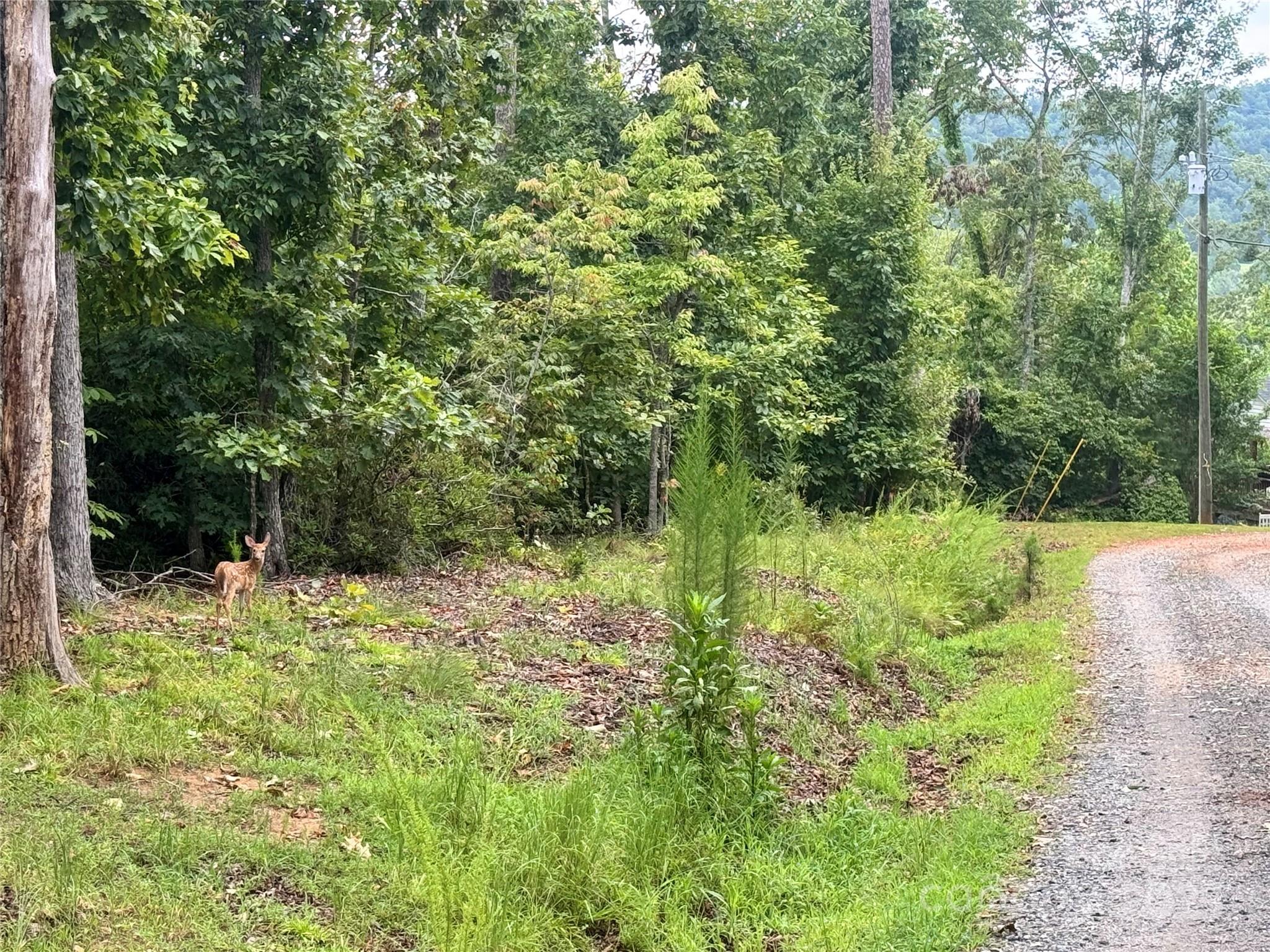 Grassy Knob Acres - Land