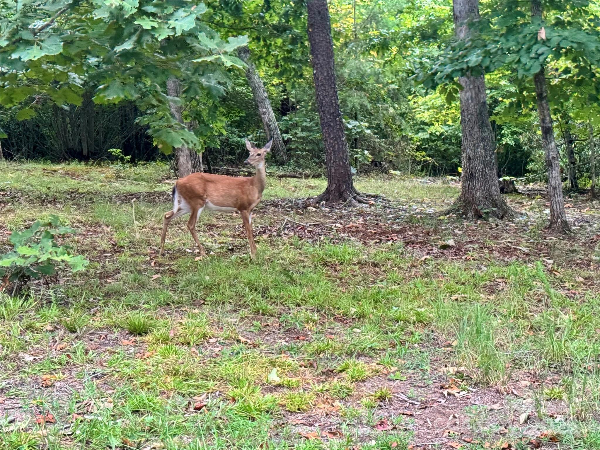 Grassy Knob Acres - Land