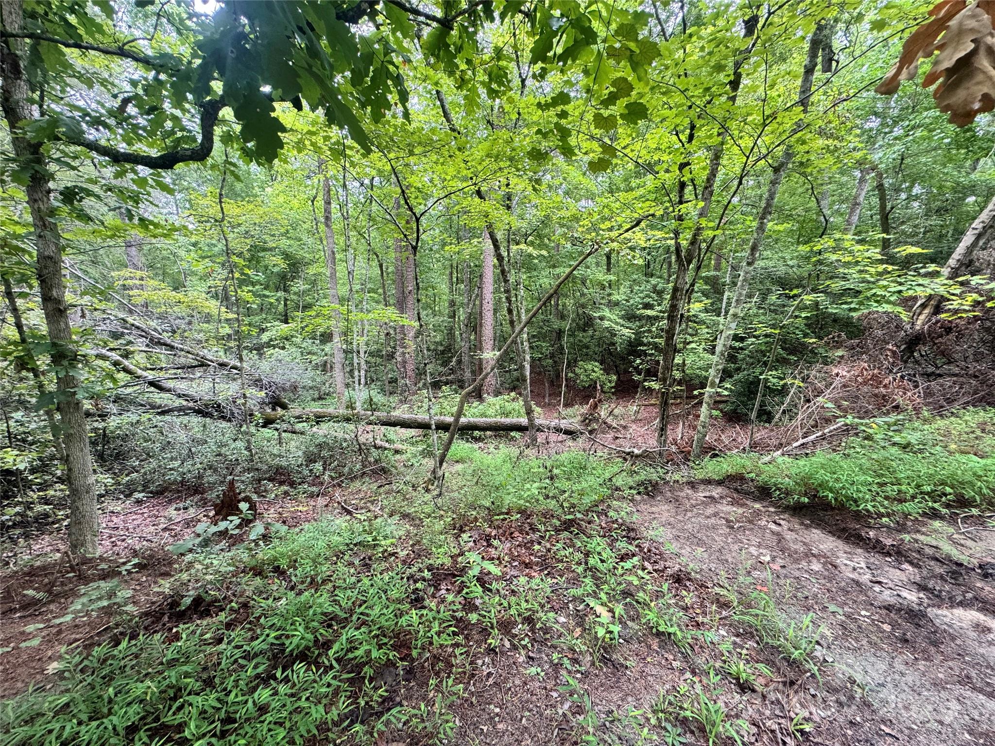 Grassy Knob Acres - Land