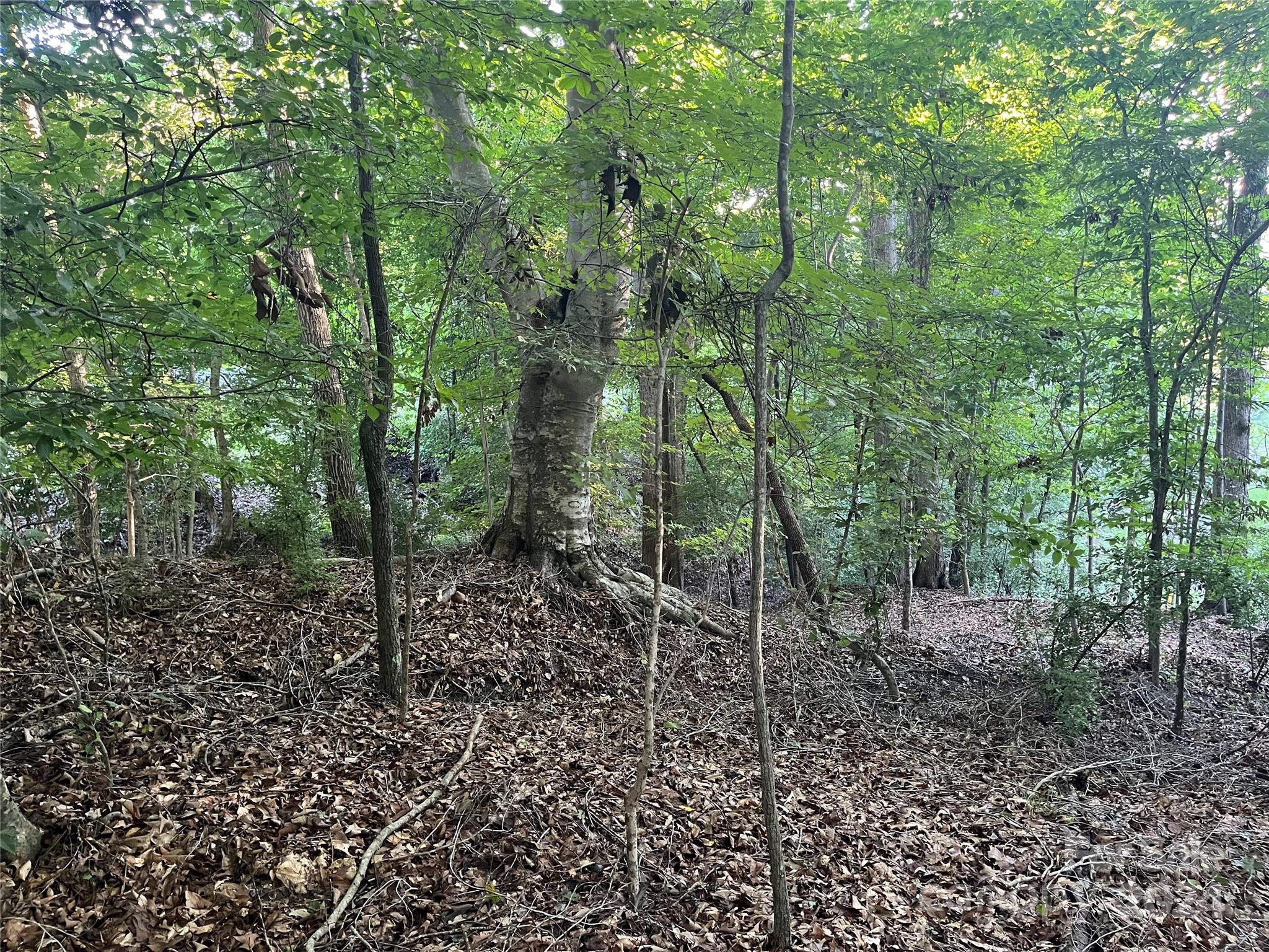 Whiteville Park - Land