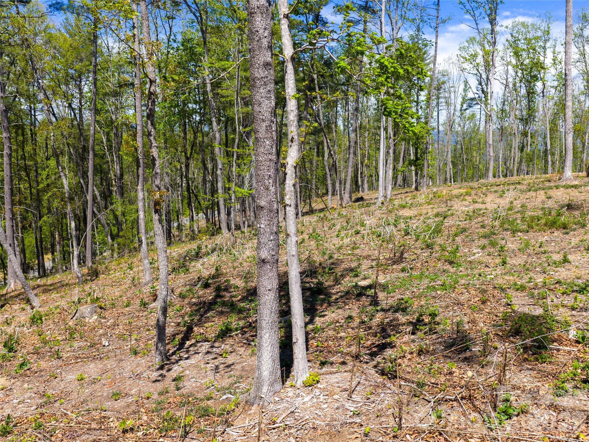 Ramble Biltmore Forest - Land