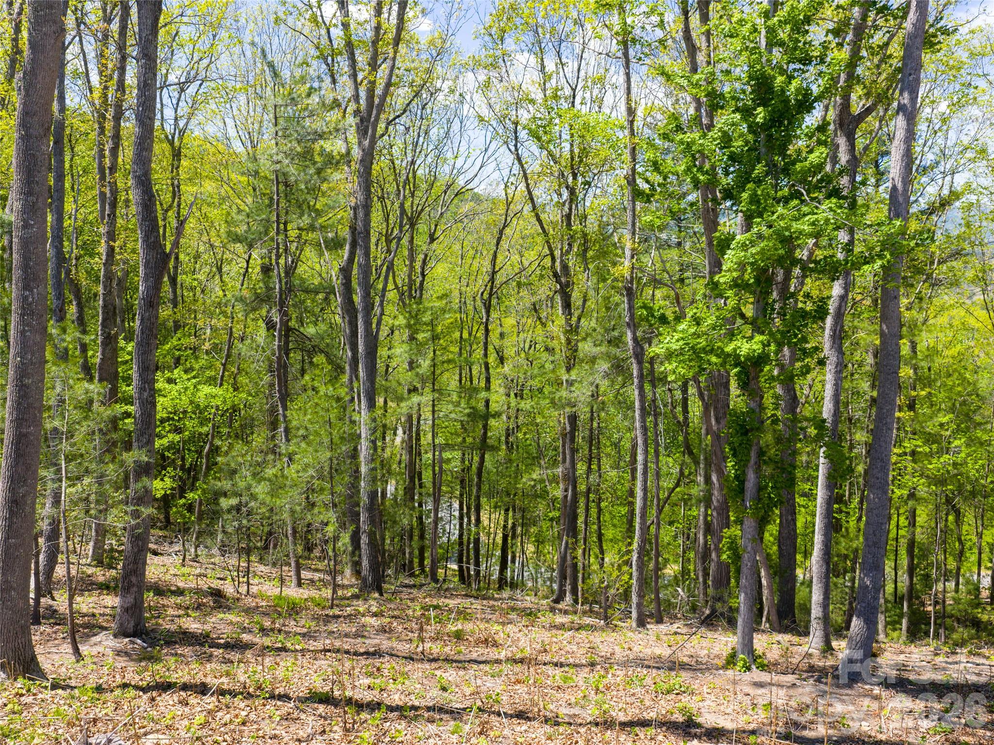 Ramble Biltmore Forest - Land