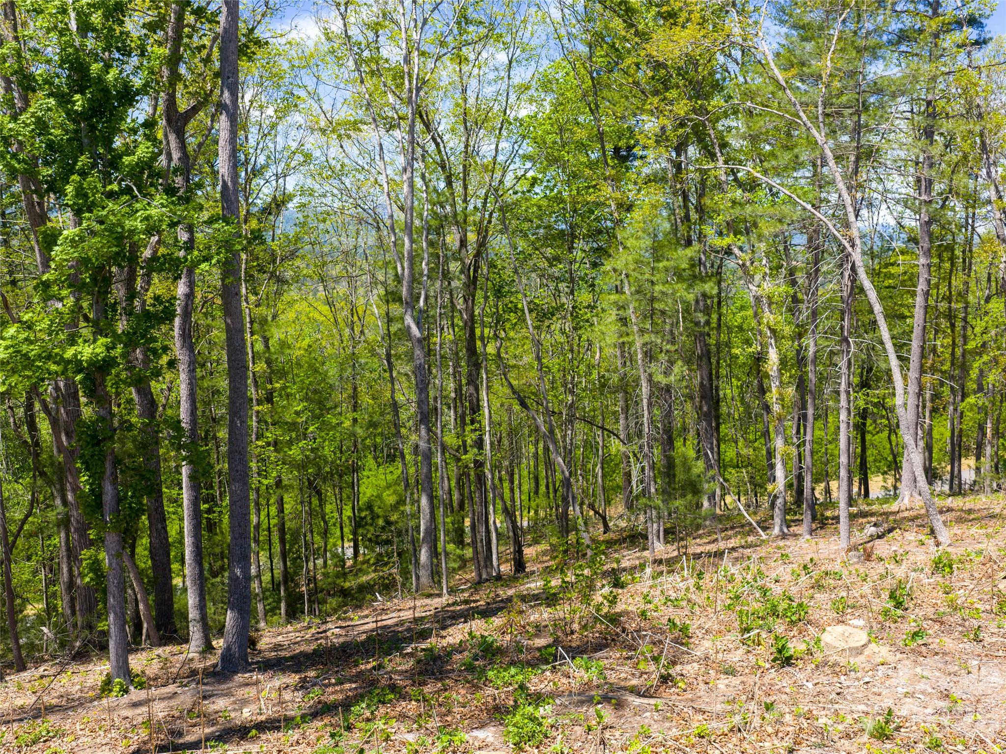 Ramble Biltmore Forest - Land