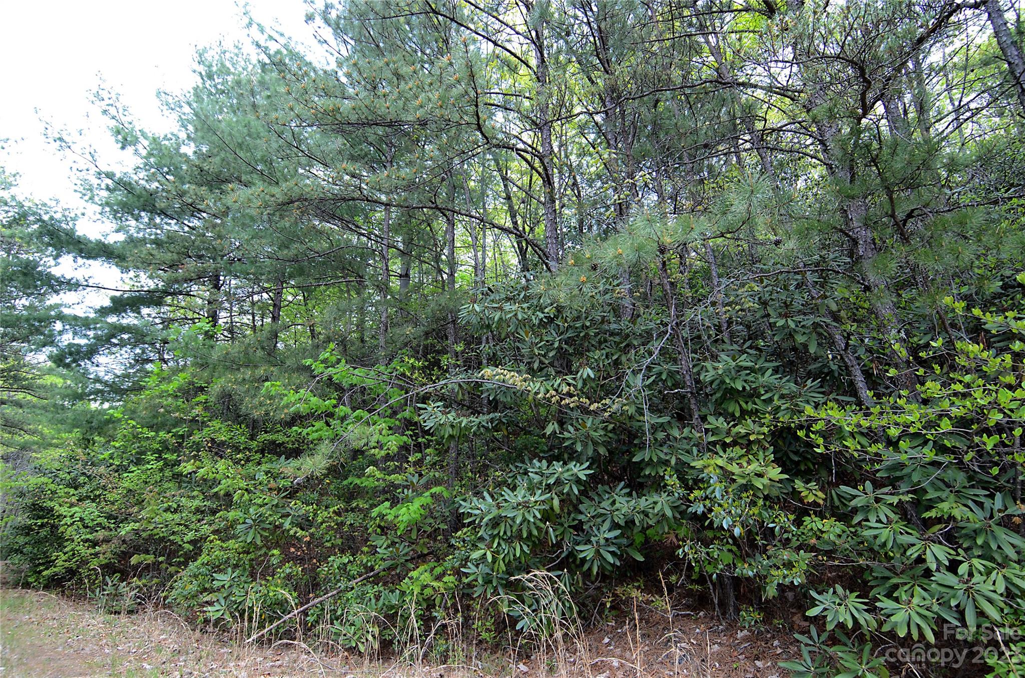 Linville Forest - Land