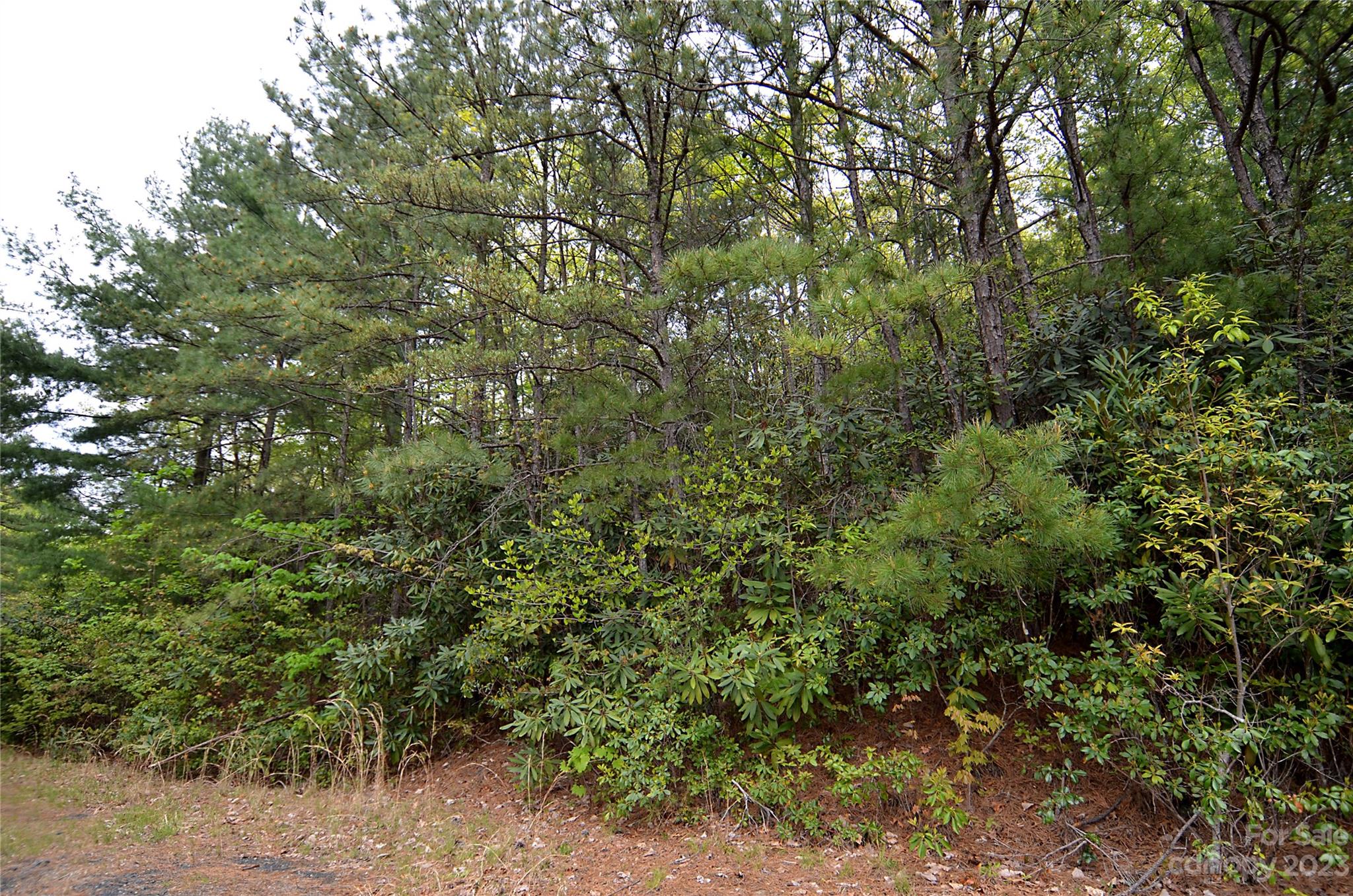 Linville Forest - Land