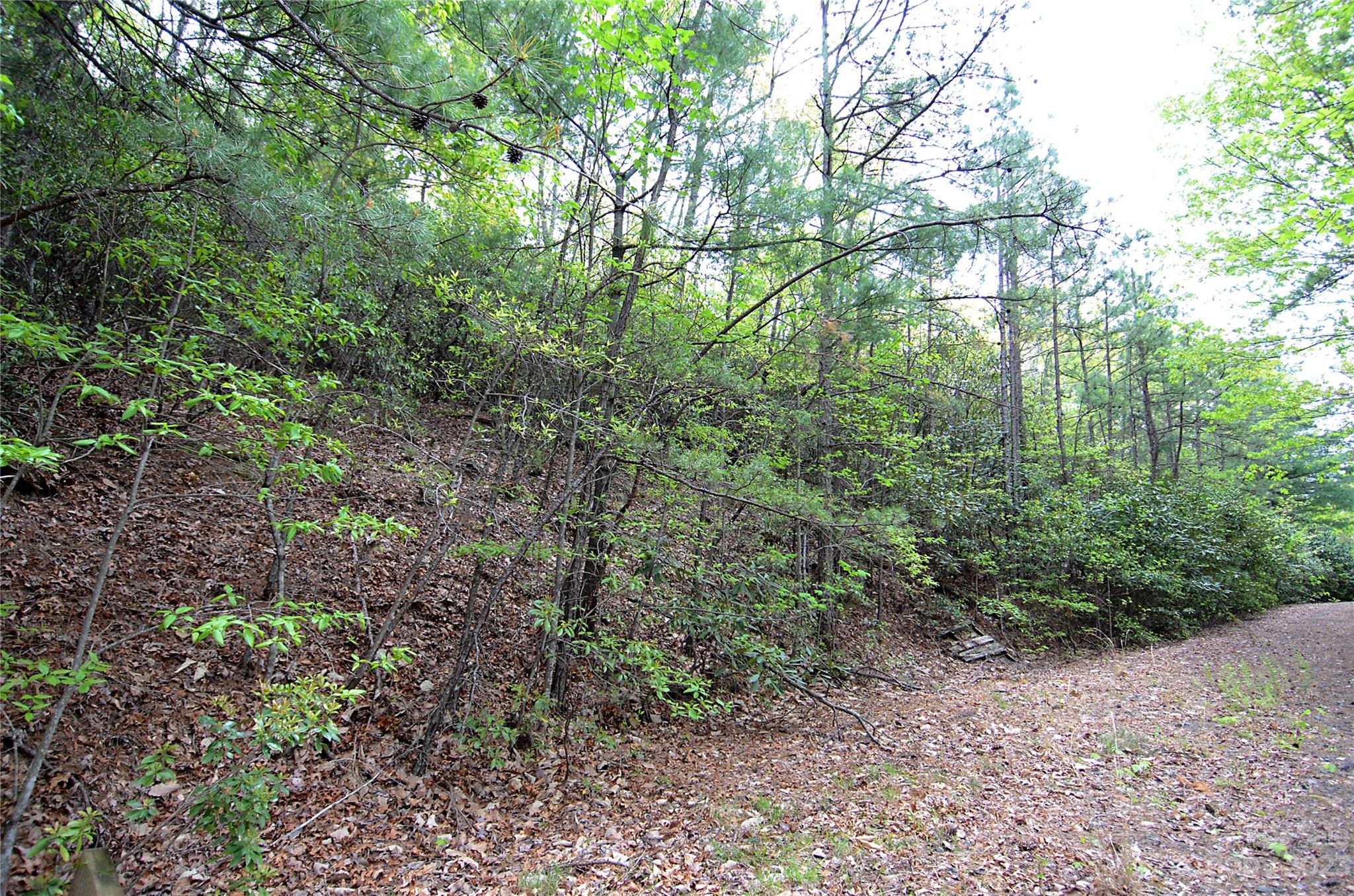 Linville Forest - Land
