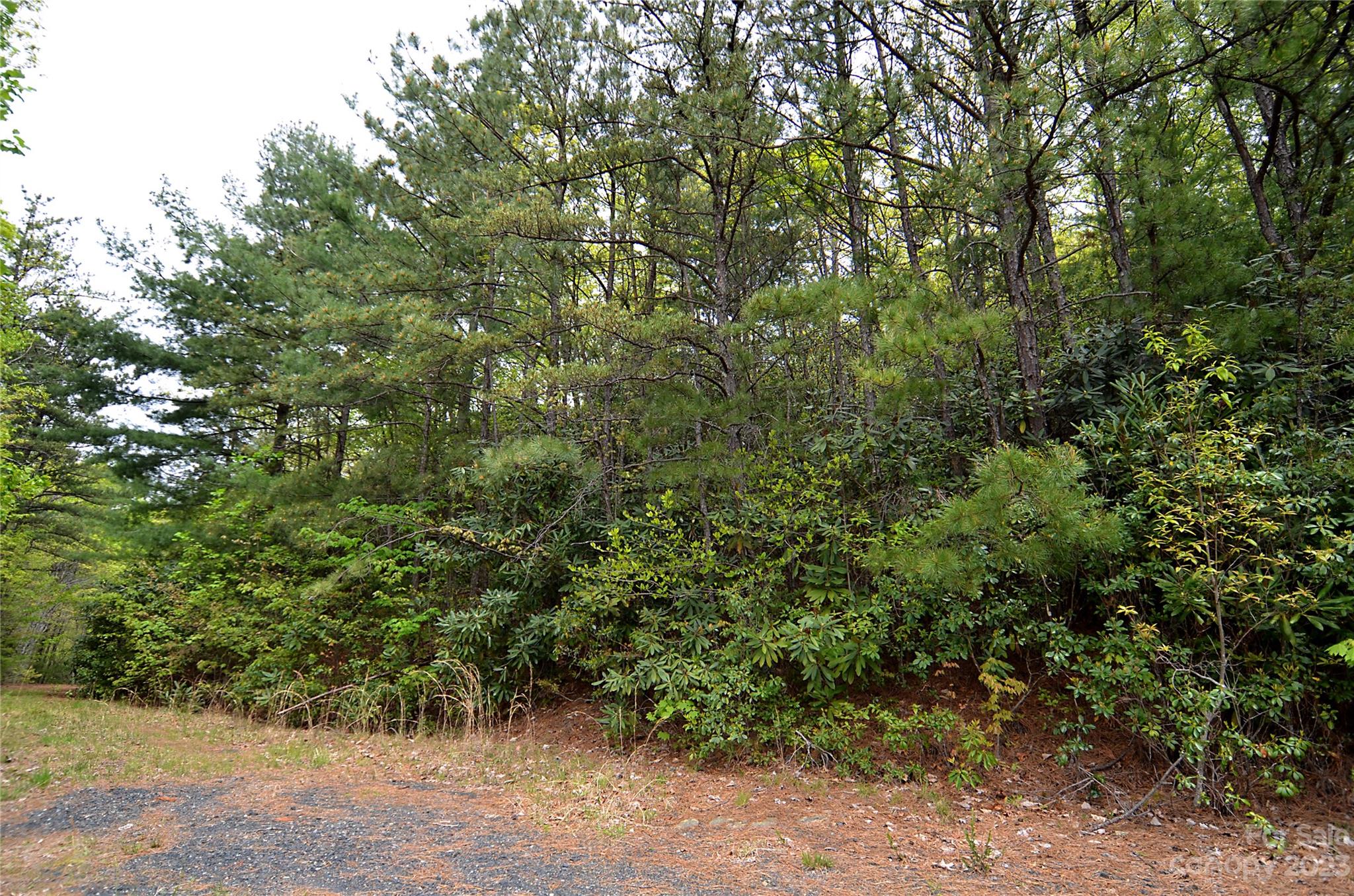 Linville Forest - Land